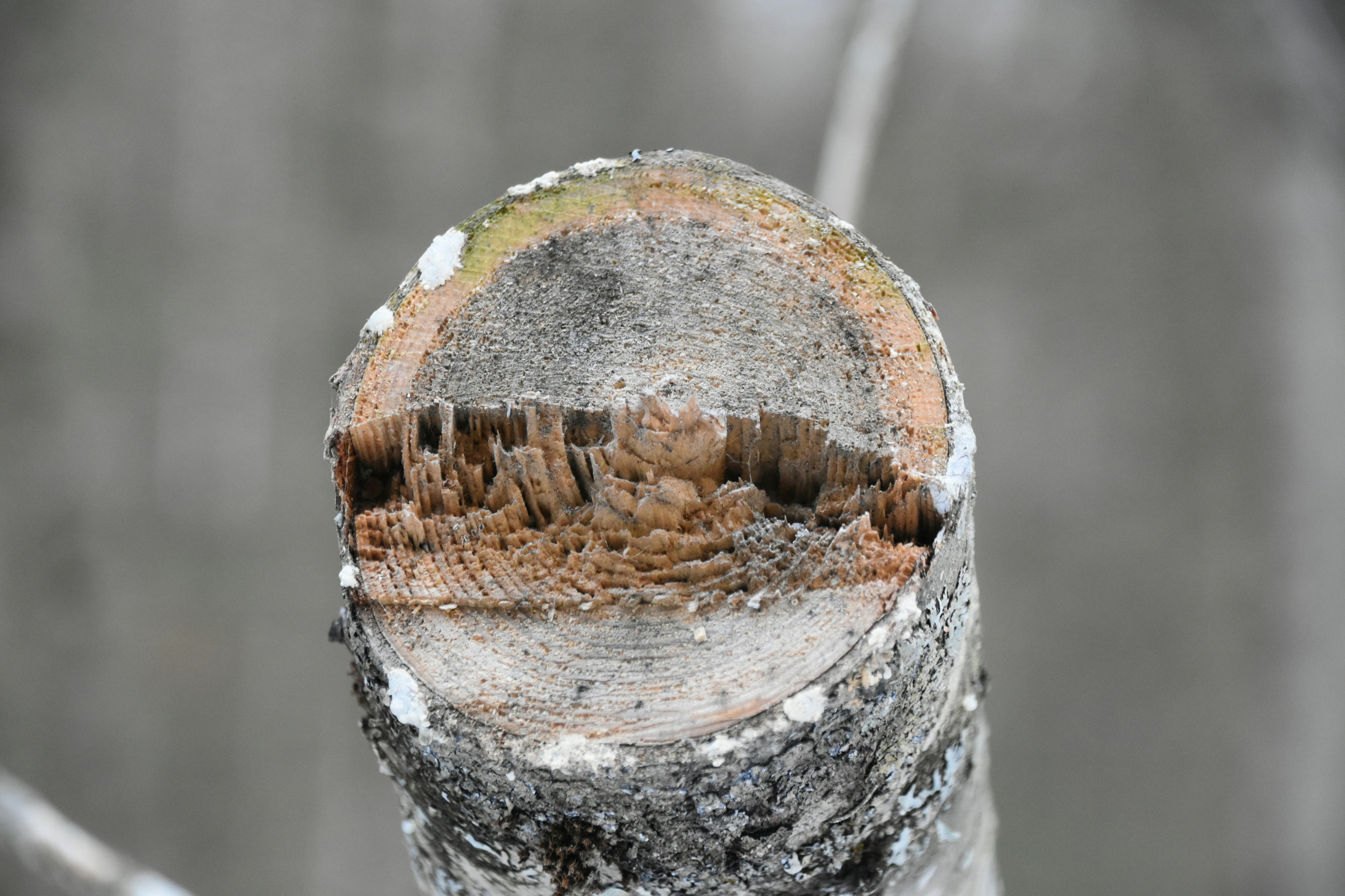 Close-up of a damaged tree branch with rough texture.