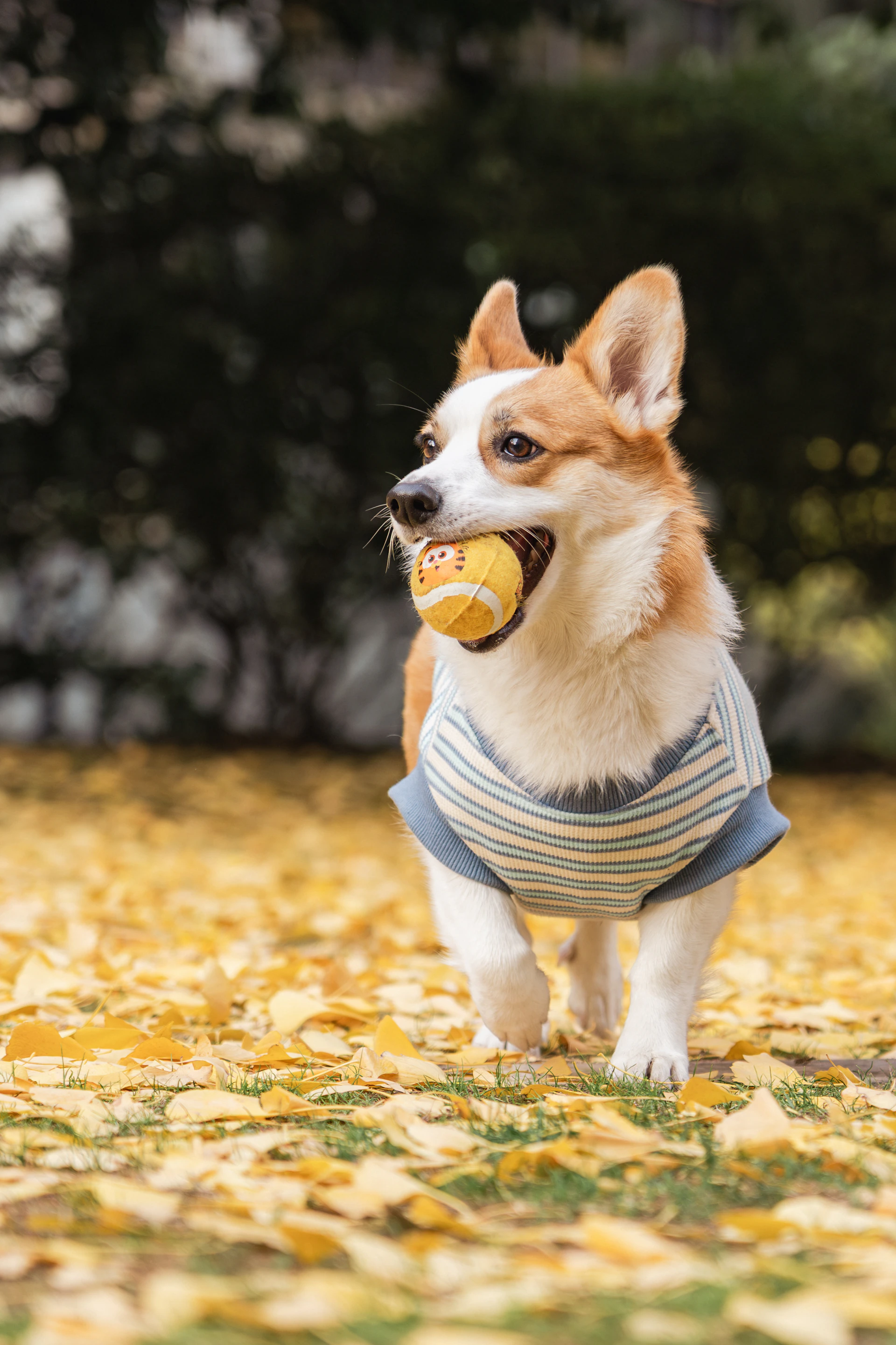 A corgi wearing a striped shirt carries a ball