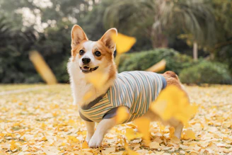Un corgi usando una playera de rayas hecha a mano en México