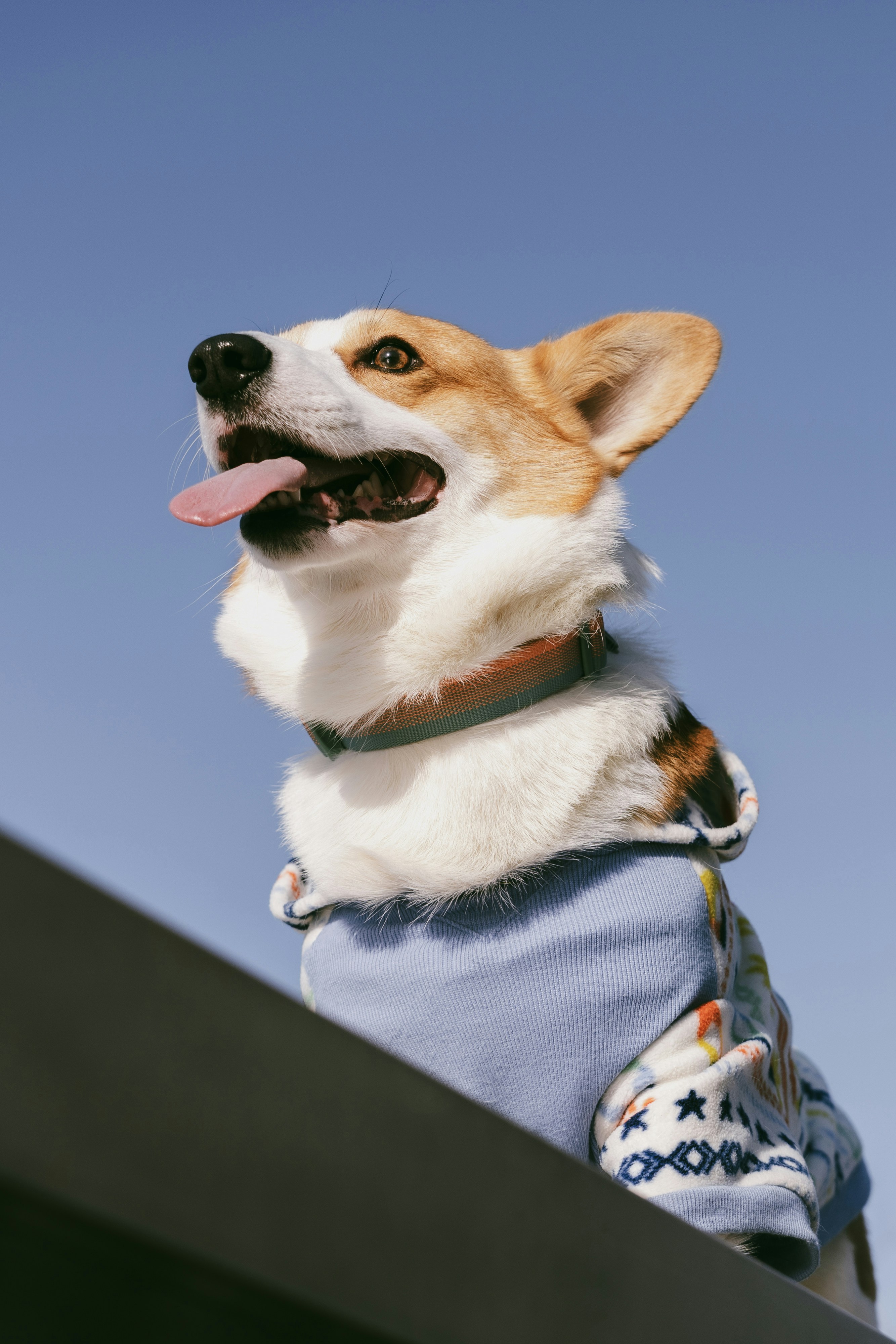 A corgi wearing a blue sweater against the sky