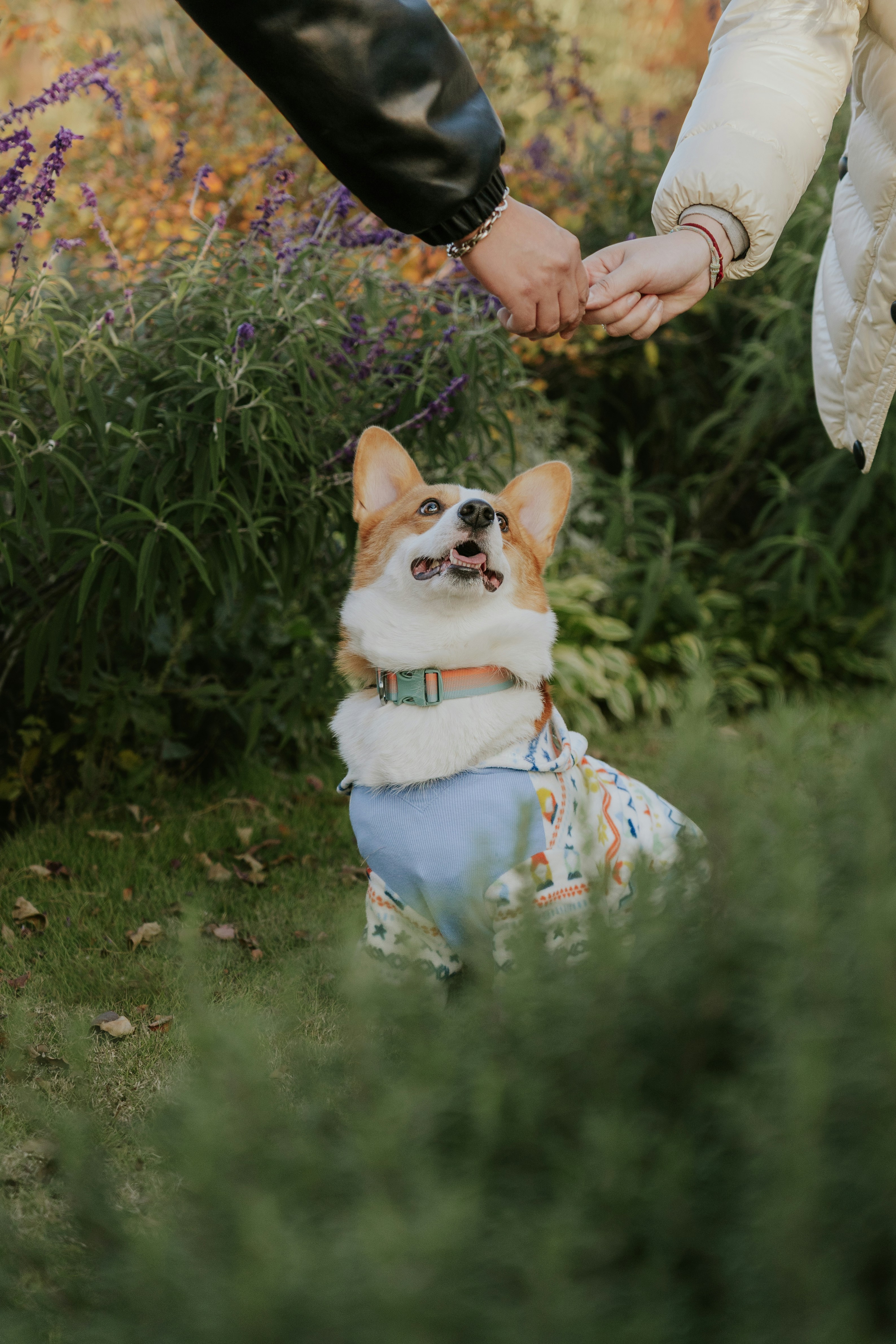 Corgi dog wearing a blue shirt in a garden