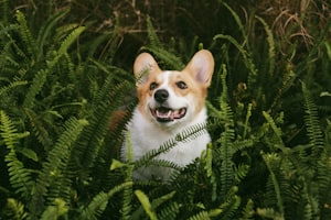 Cat video created with AI pet video generator