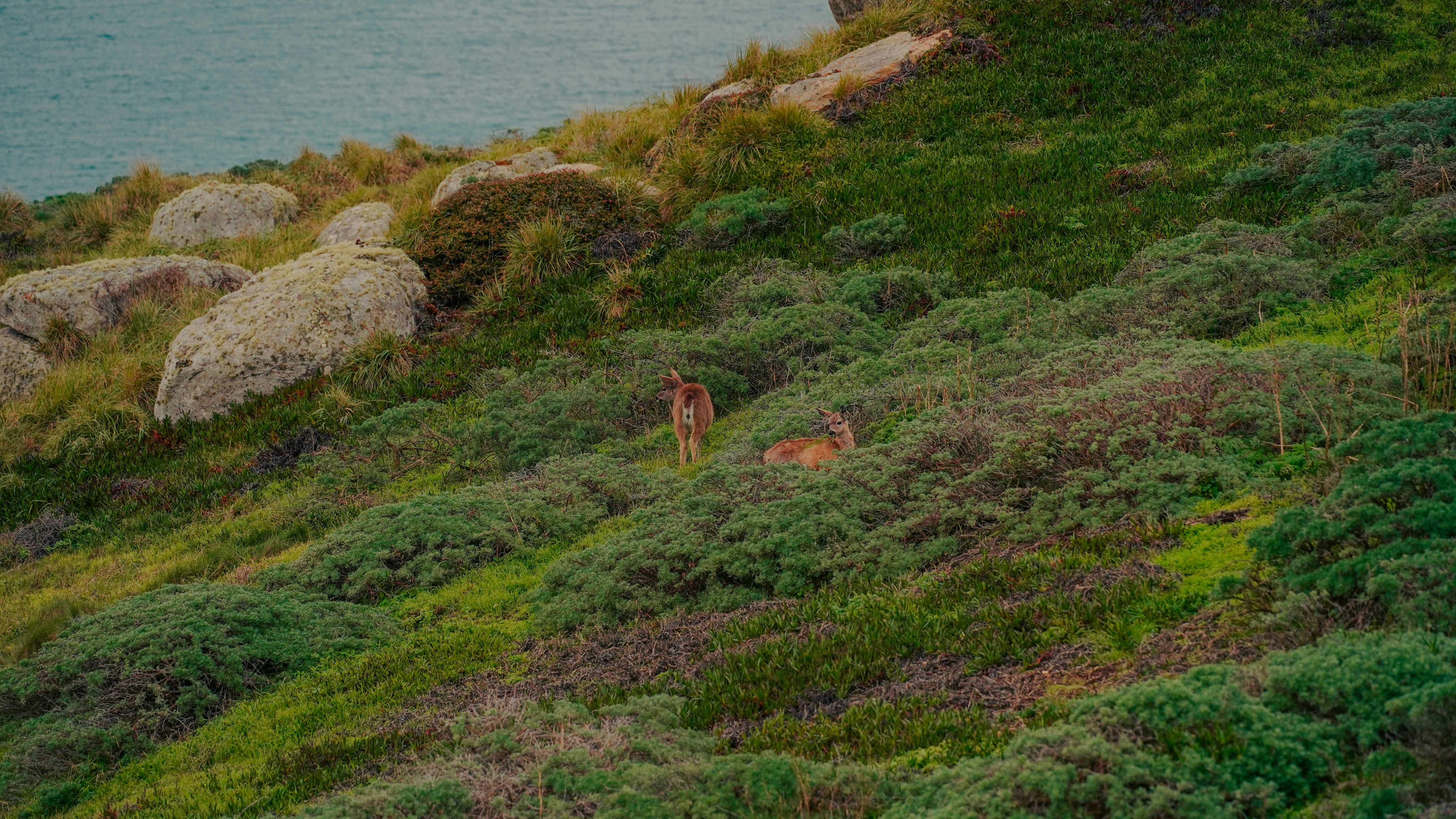 Zwei Hirsche, die auf einem grasbewachsenen Hang nahe dem Meer grasen.