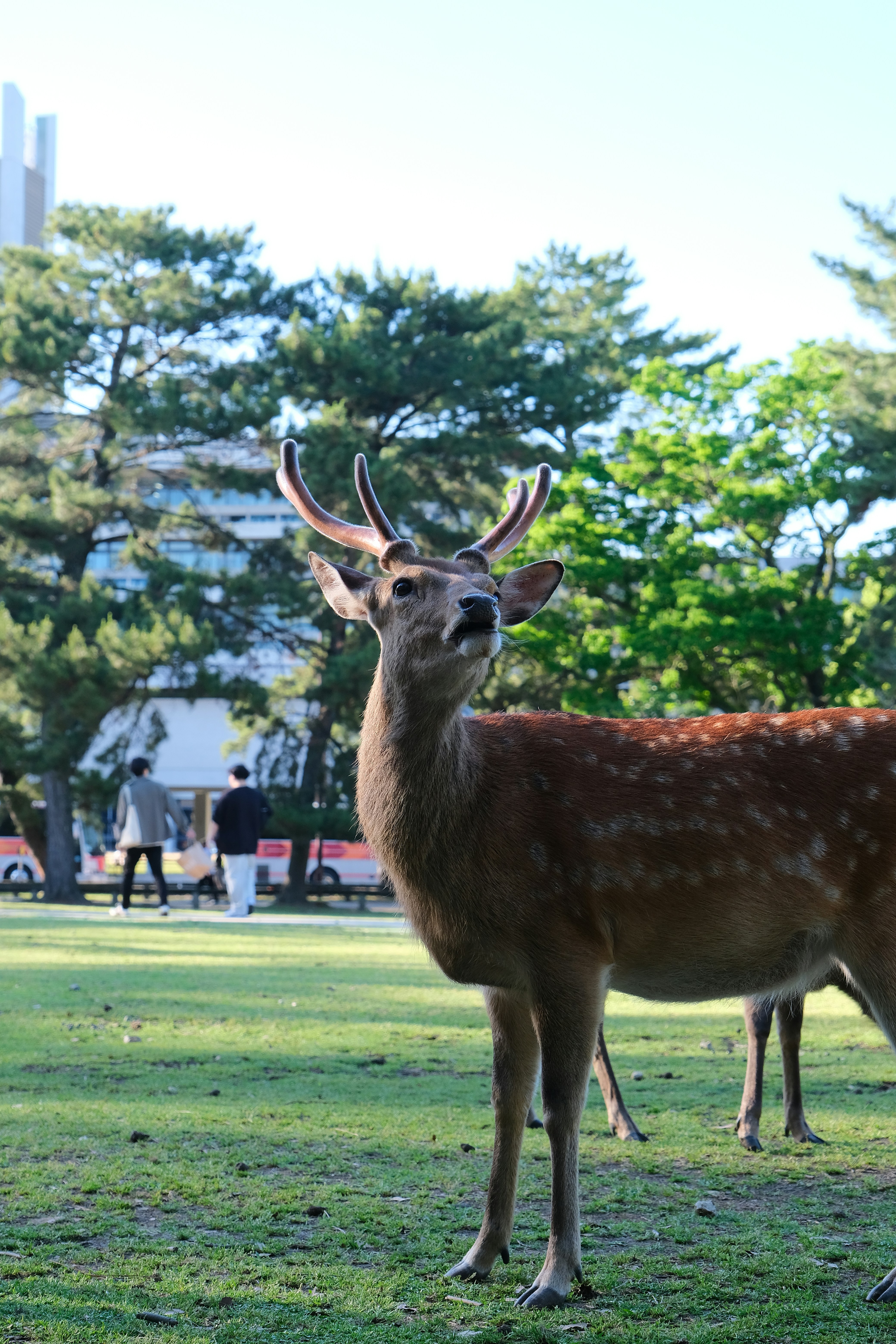 A deer stands in a grassy park with trees.