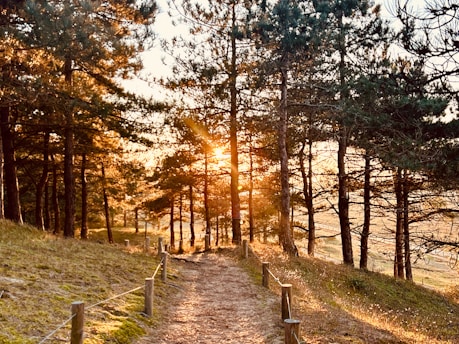Sunlight streams through trees onto a forest path.