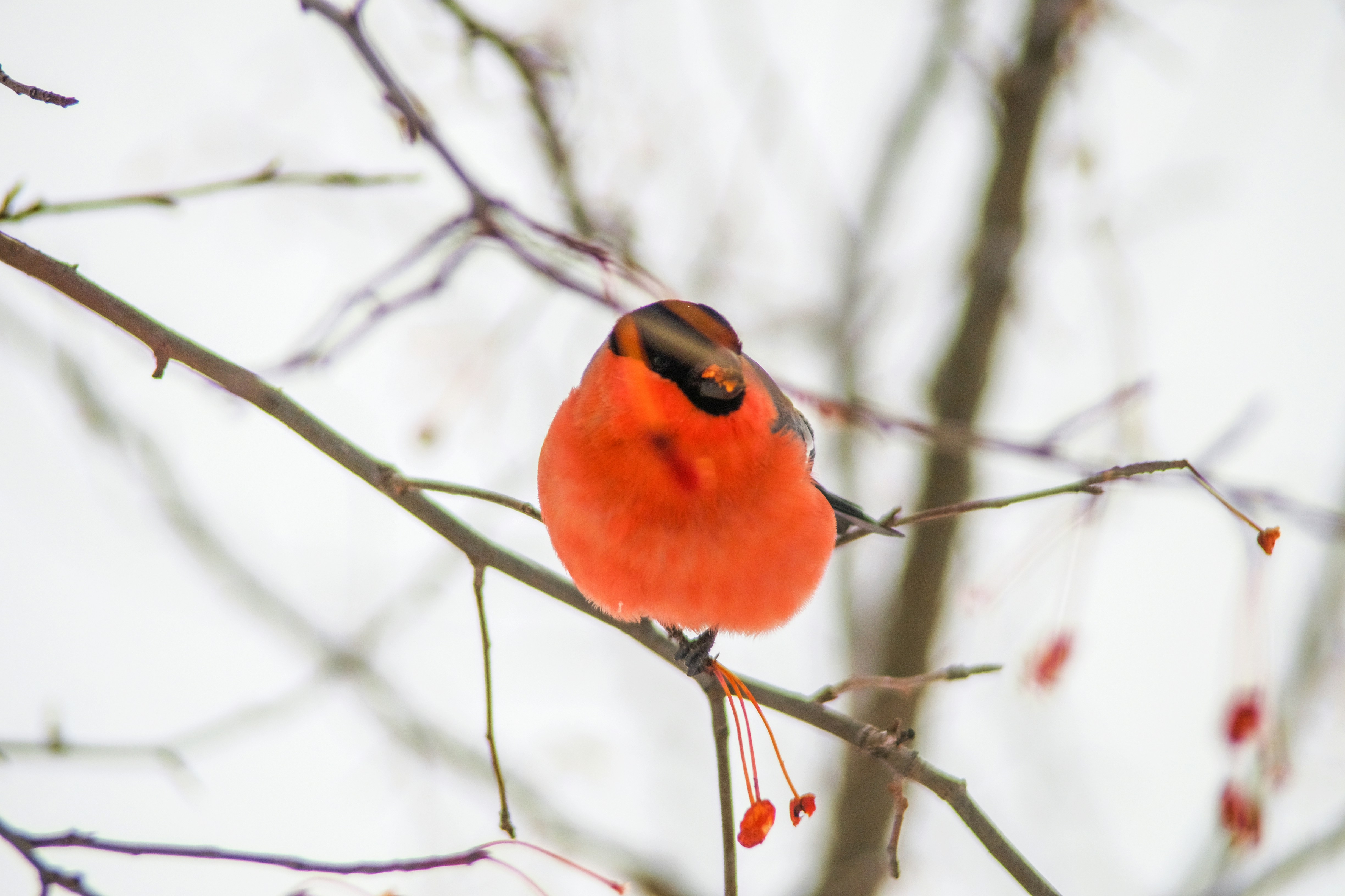 Ein Dickfink-Vogel saß auf einem verschneiten Ast.