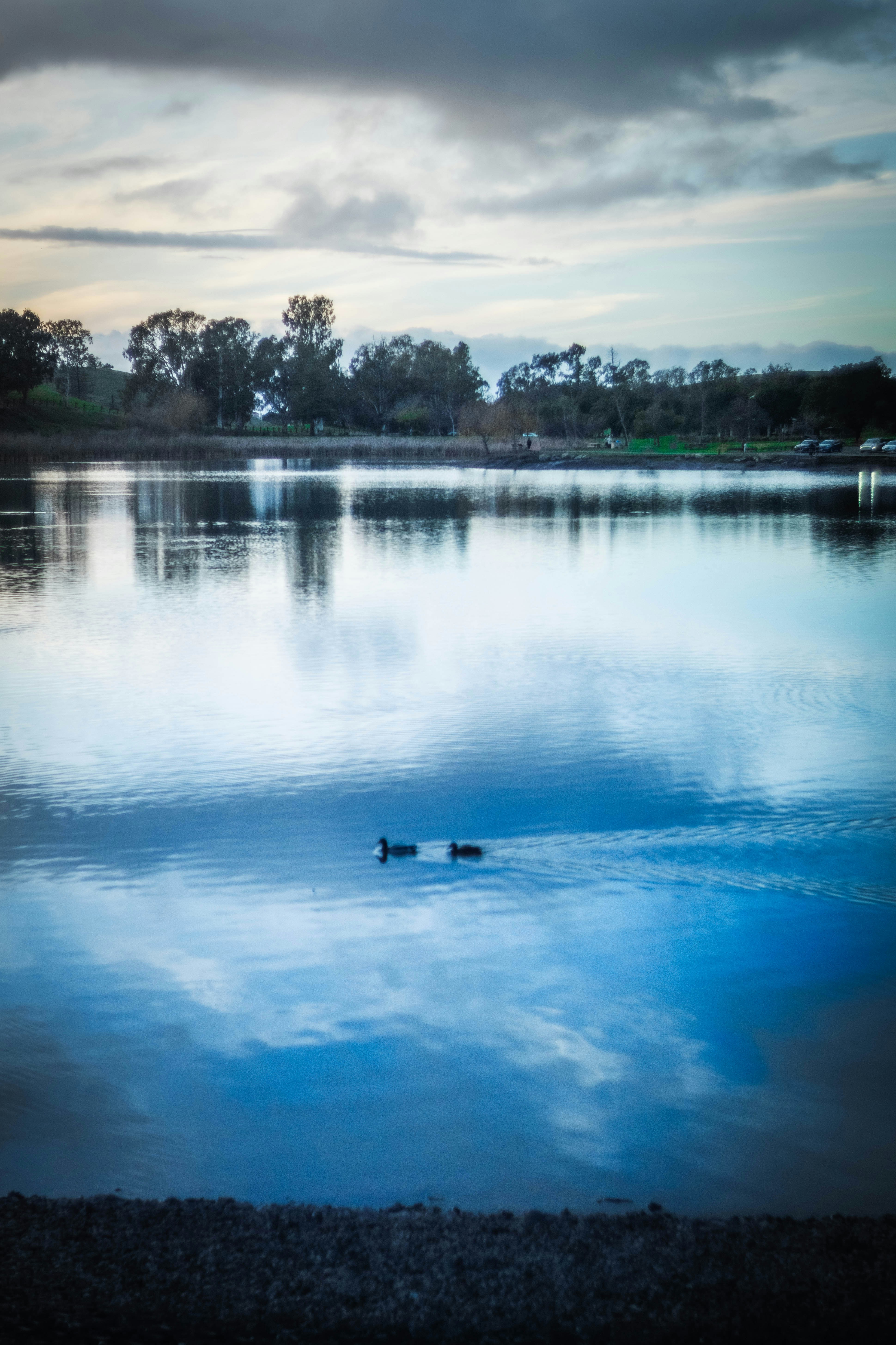 Two ducks swim on a calm lake reflecting the sky.