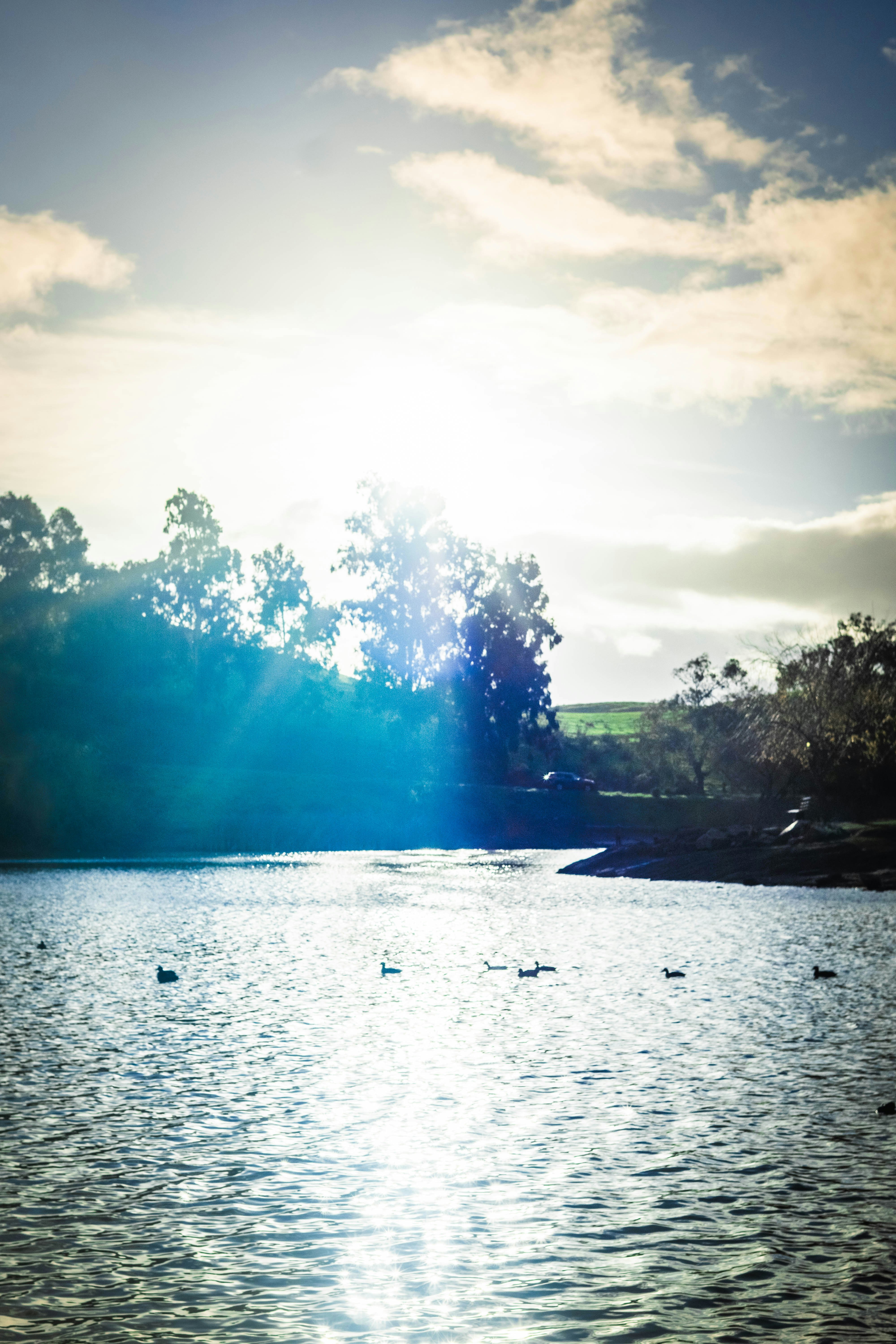 Sunlight streams over a tranquil lake with ducks.