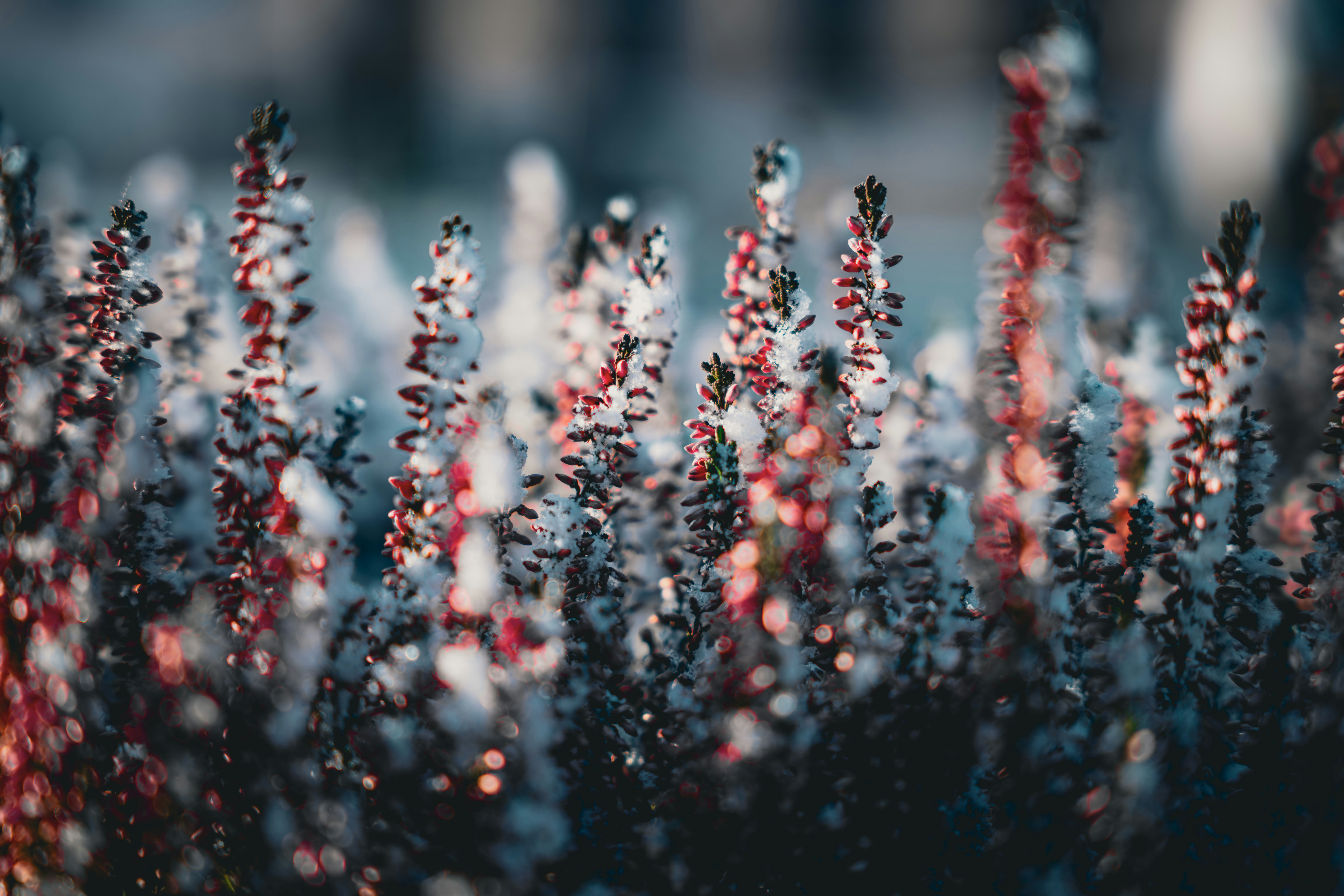 Le maillot de football : Symbole de fierté pour les fans