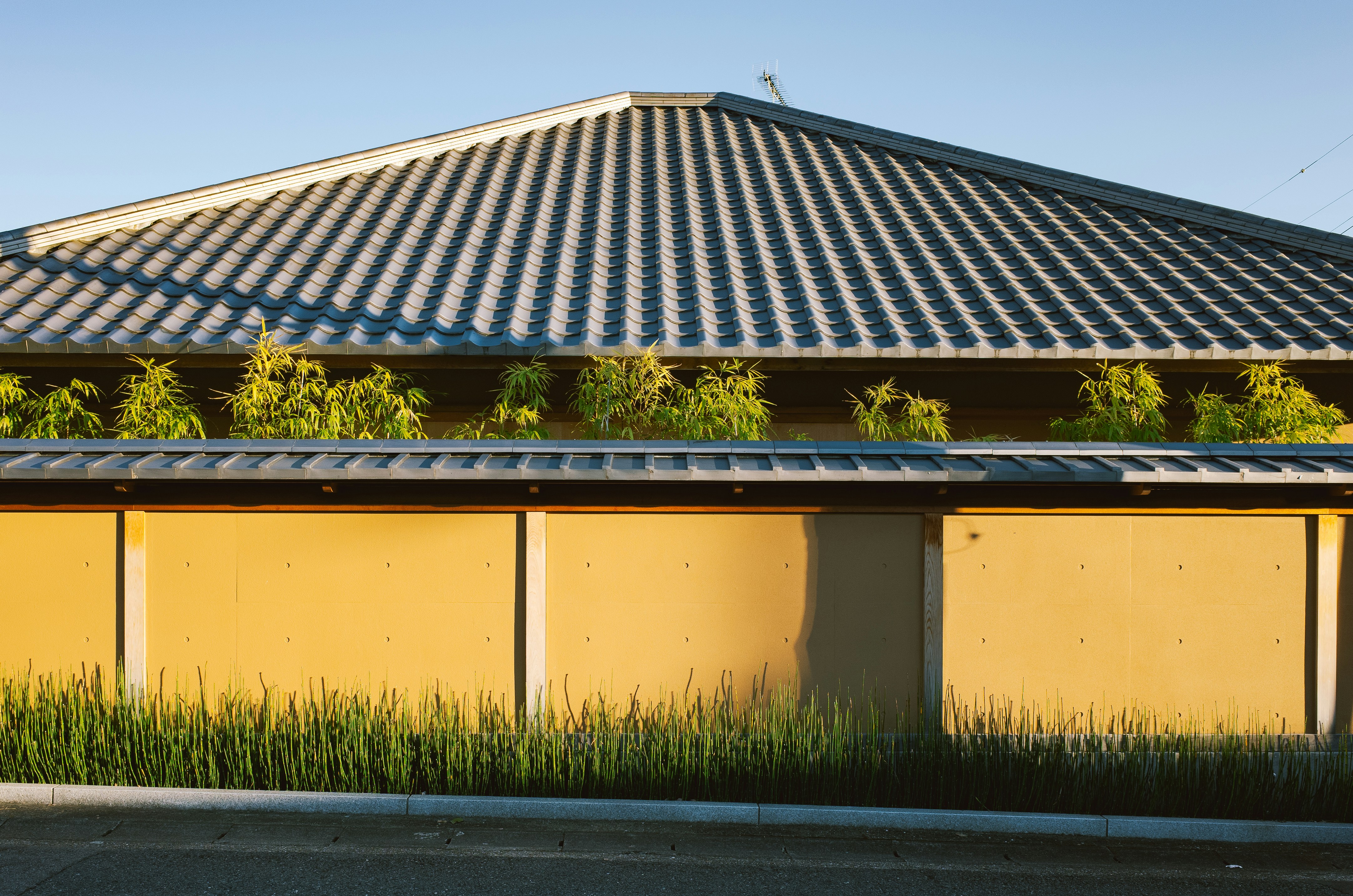 Modern building with yellow wall and green plants