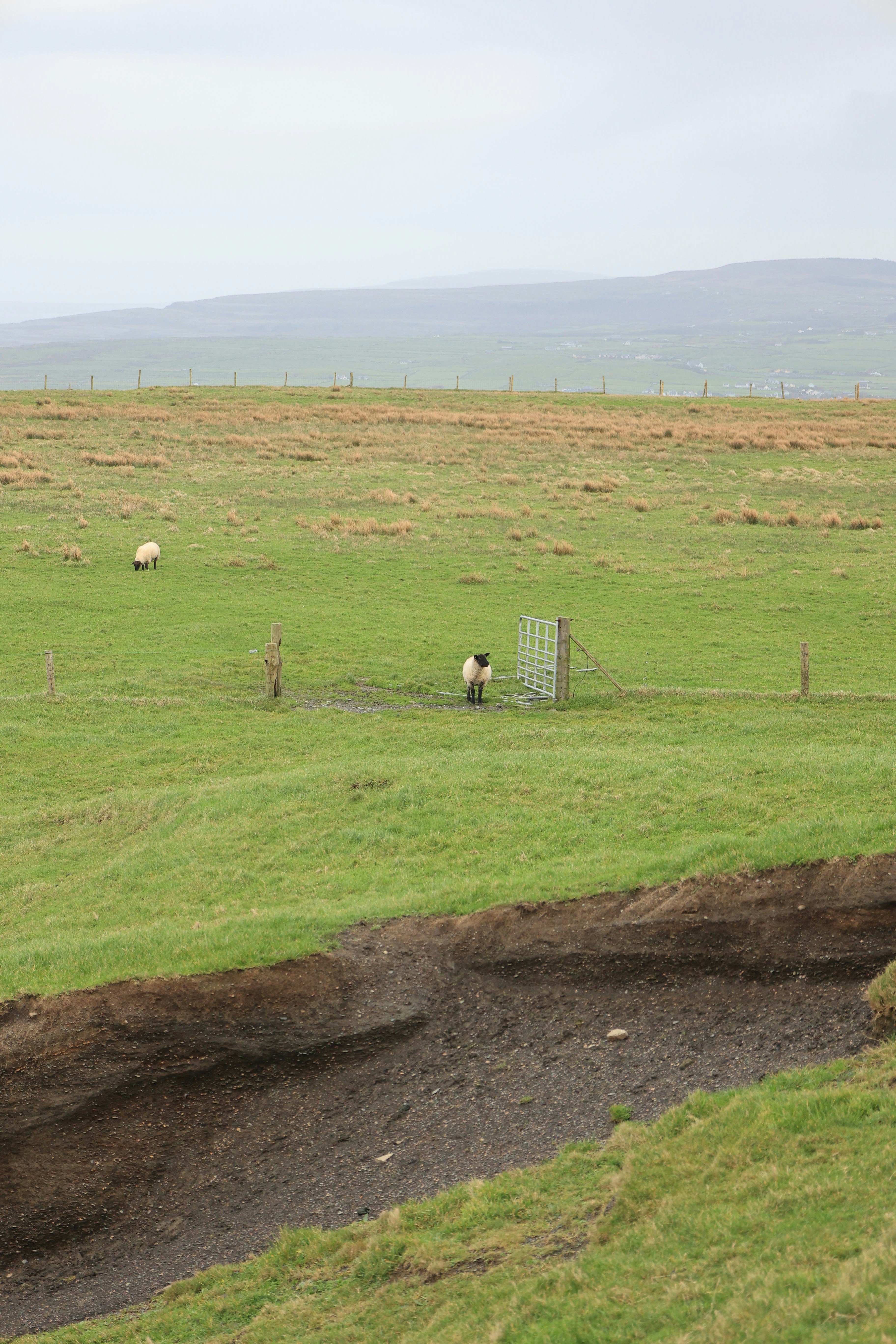 Two sheep graze in a green pasture with hills.