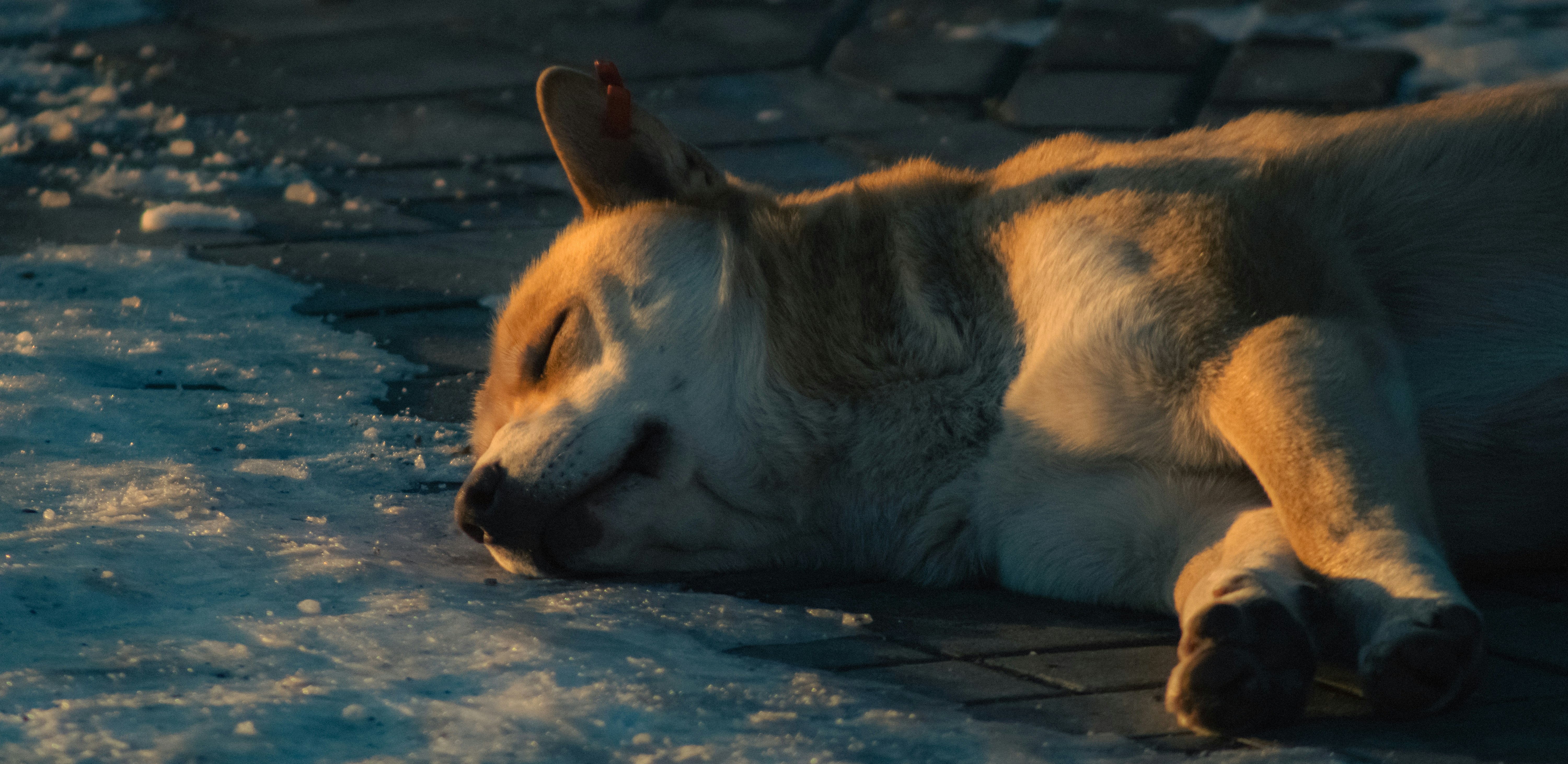 A dog sleeps peacefully on the cold ground.