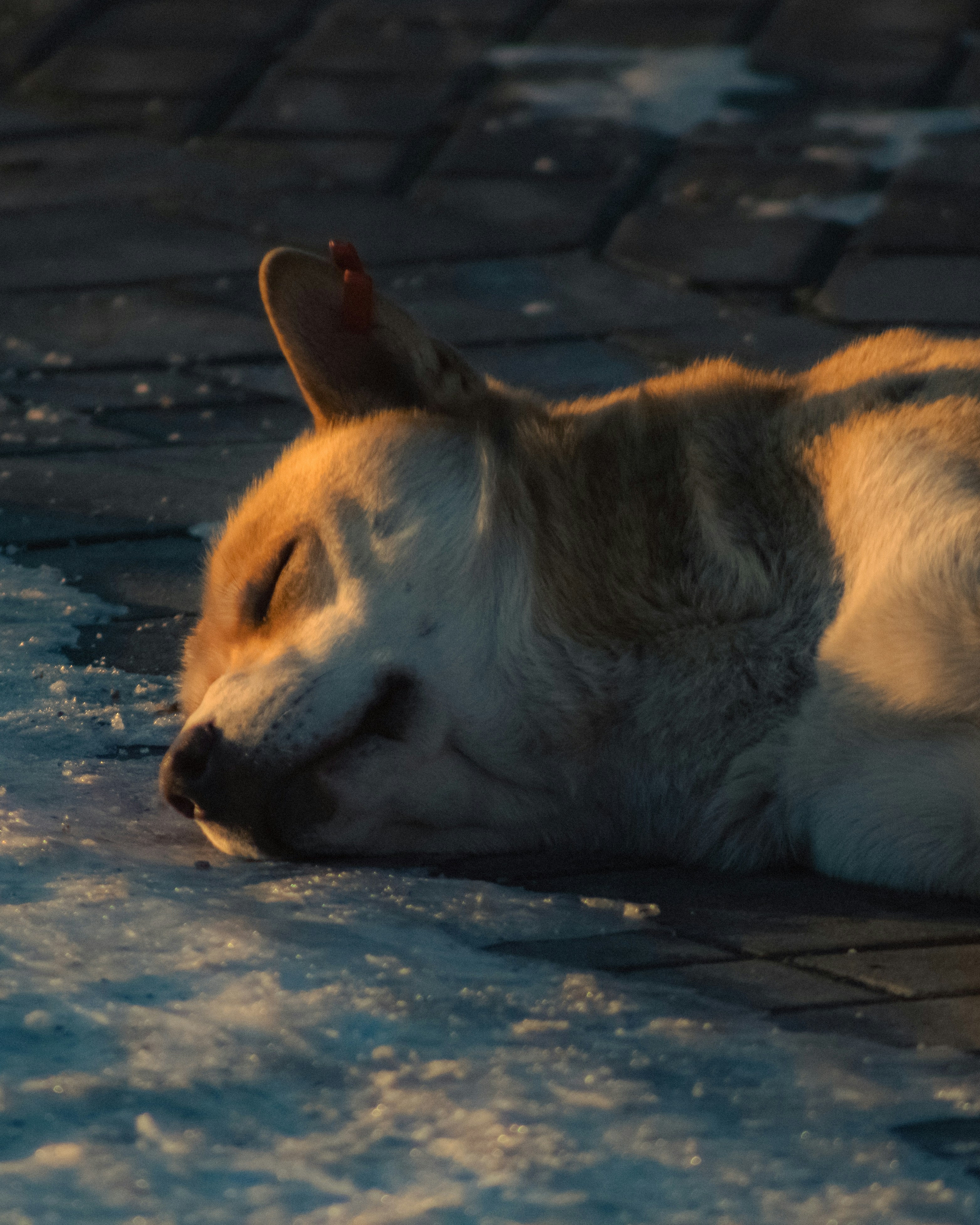 A dog sleeps peacefully on a cobblestone path.