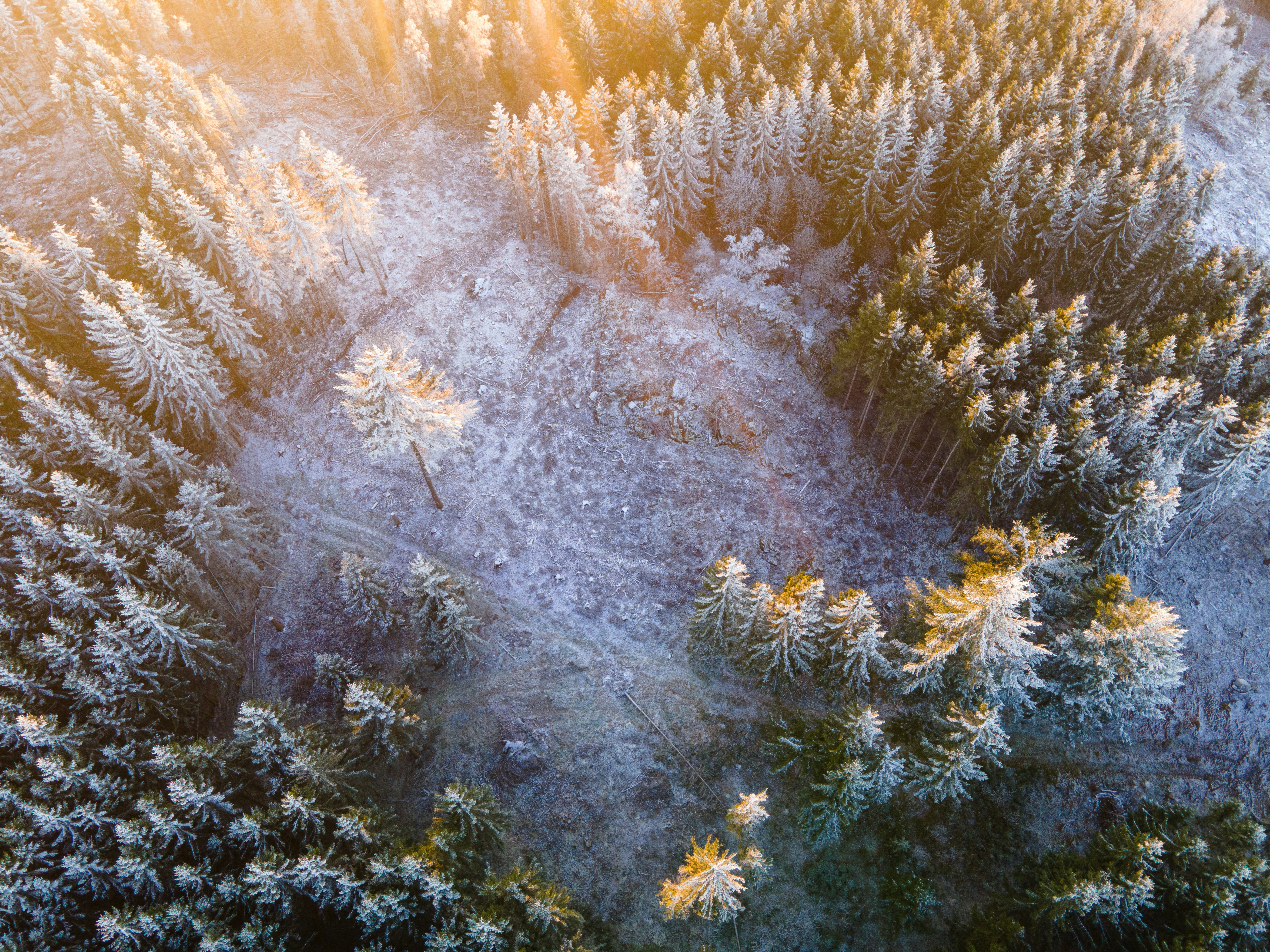 Aerial view of a frosty forest at sunrise.