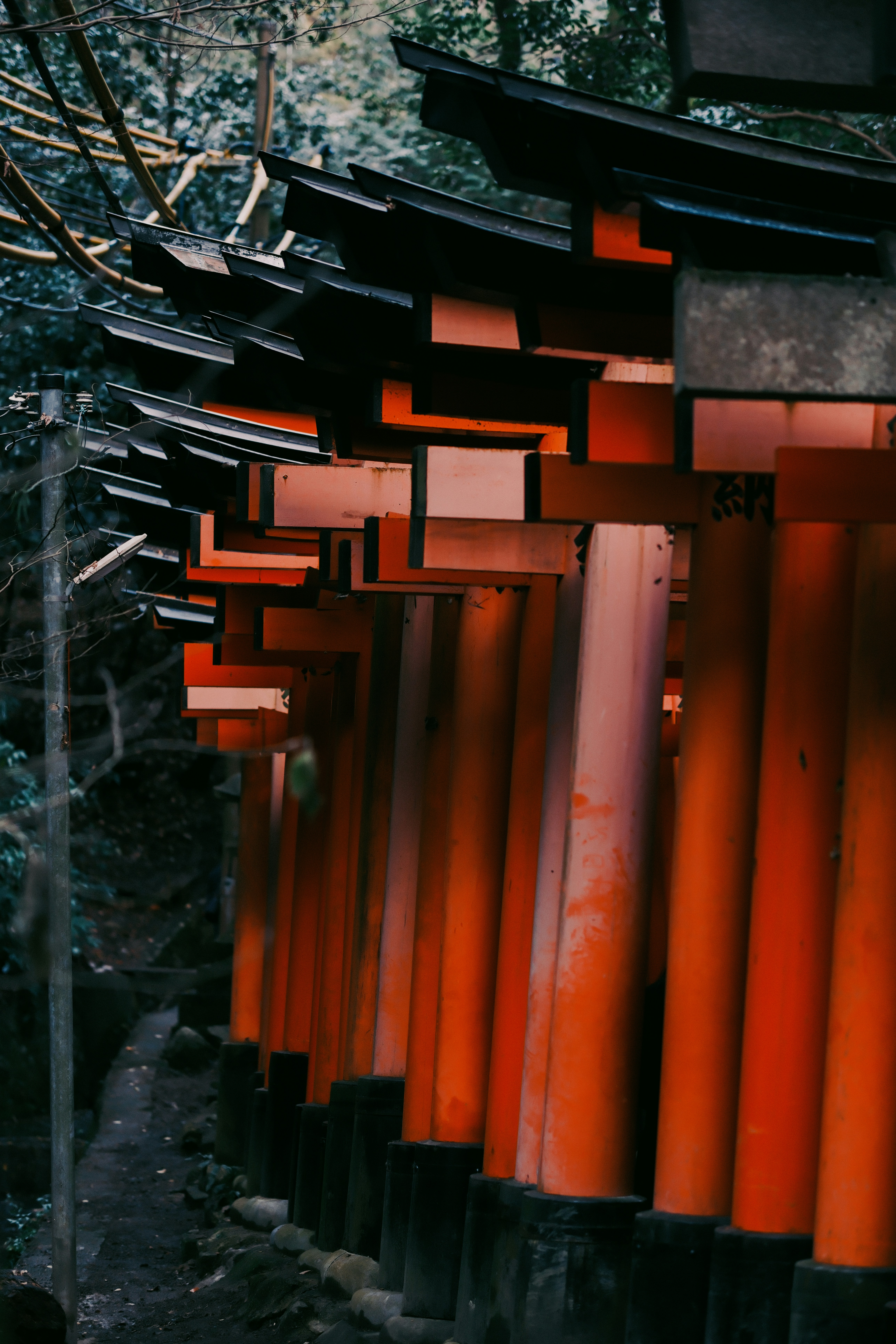 Row of vibrant orange torii gates in a forest