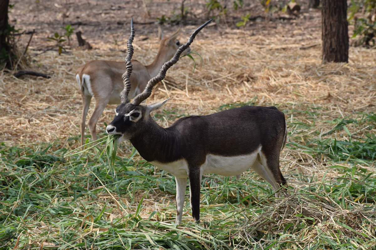 Guindy National Park