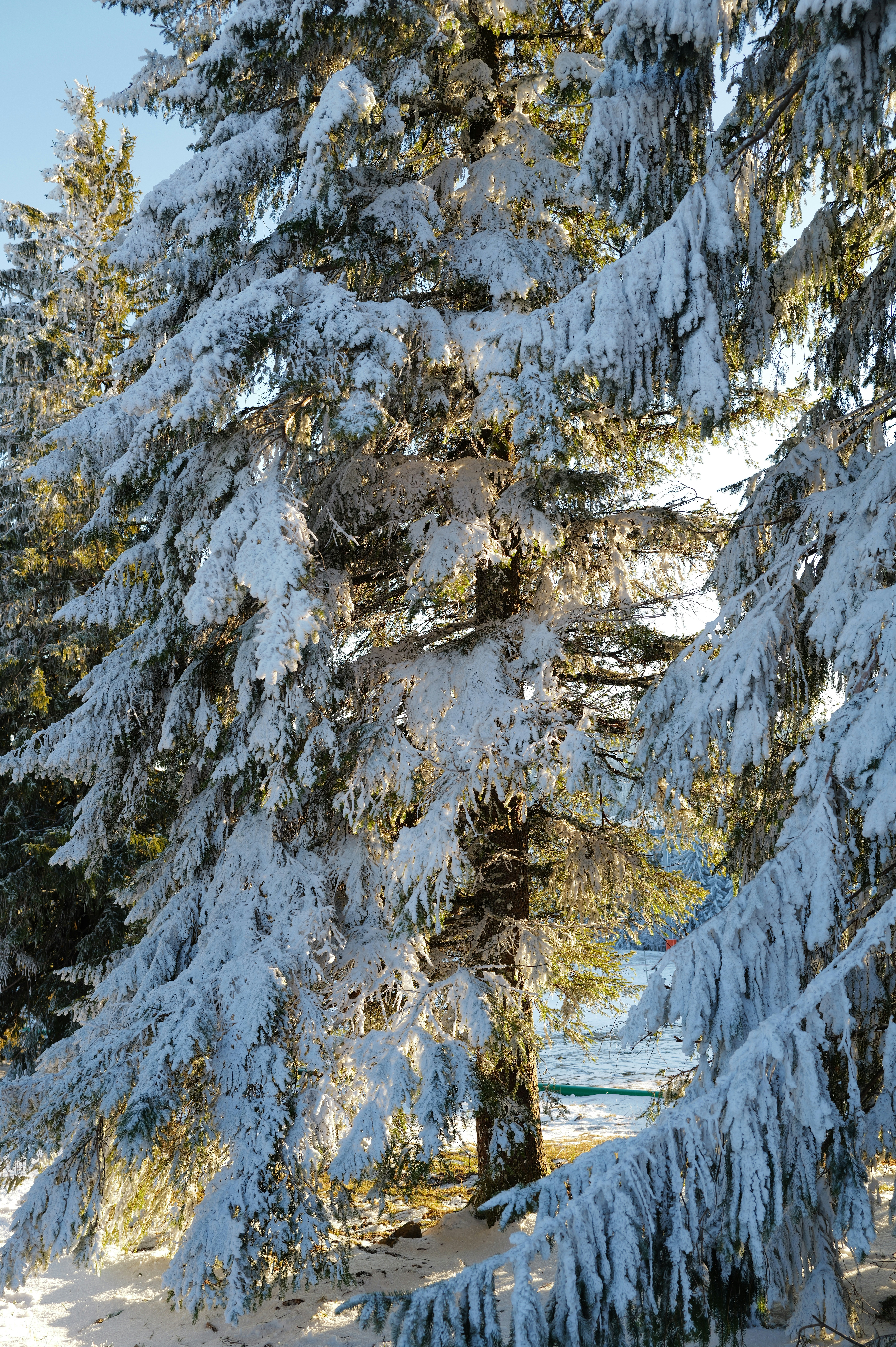 Snow-covered pine trees in a sunlit forest