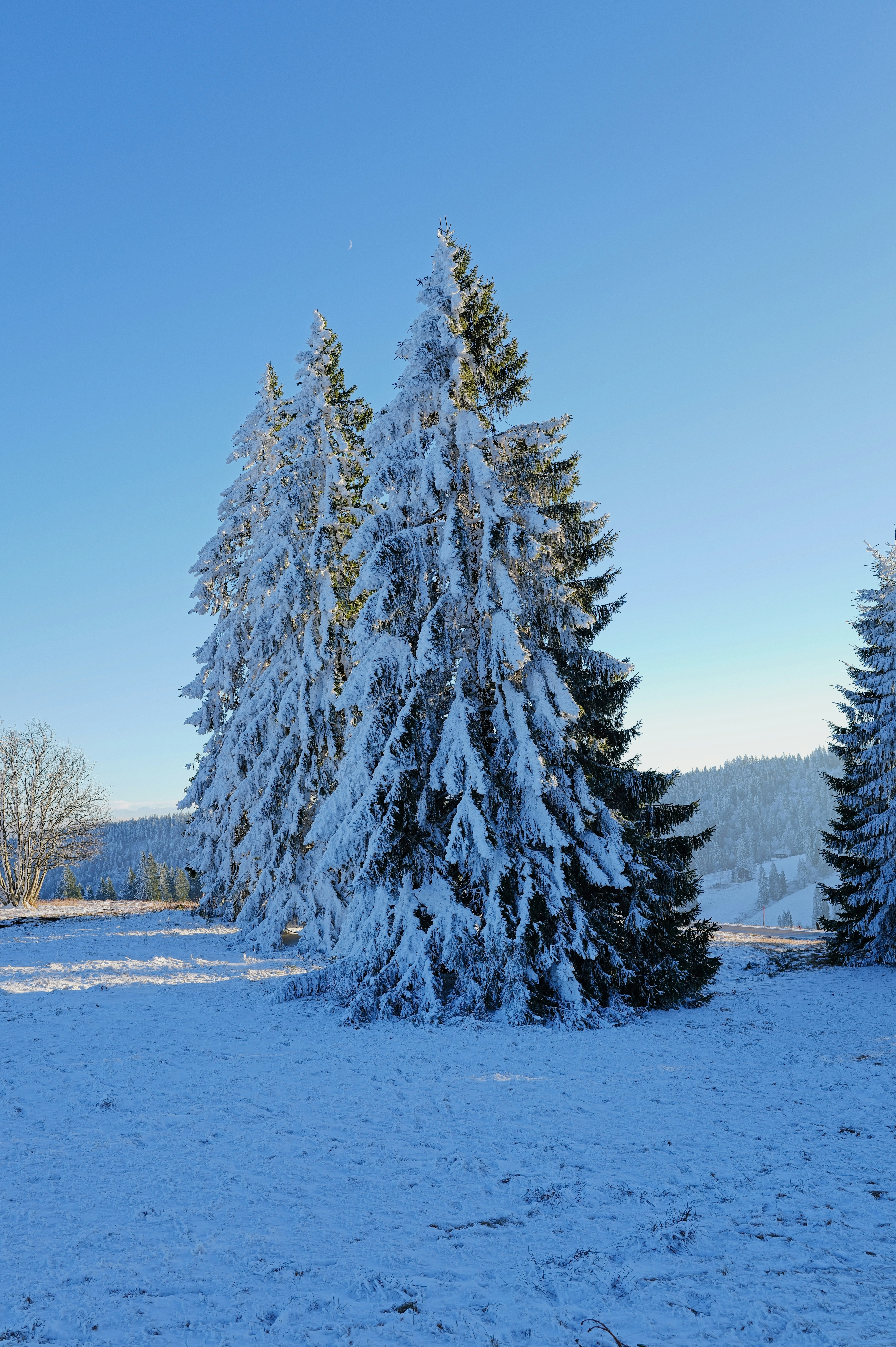 Snow-covered evergreen trees under a clear blue sky