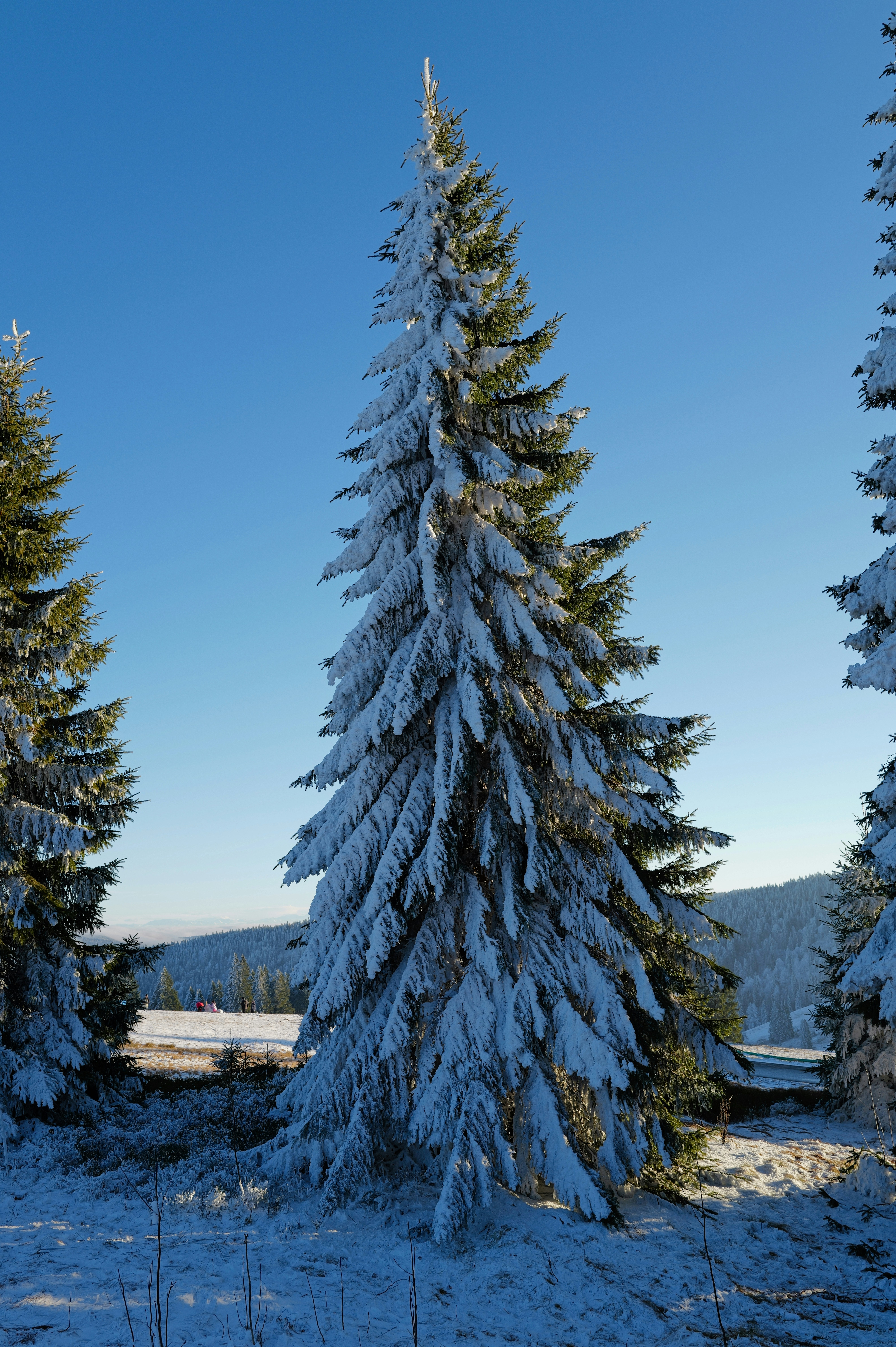 Snow-covered pine trees under a clear blue sky