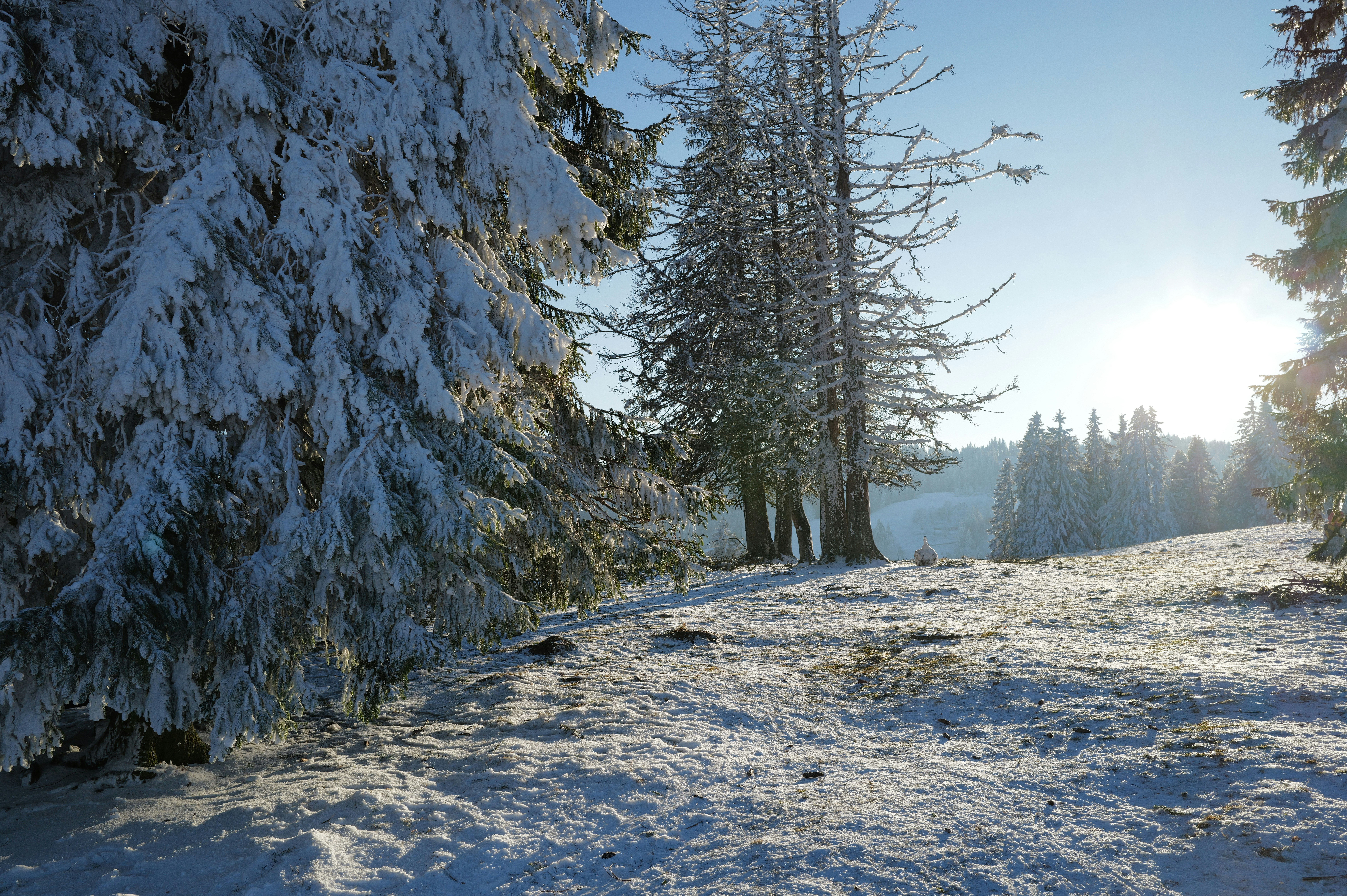 Snow-covered evergreen trees on a sunny winter day.