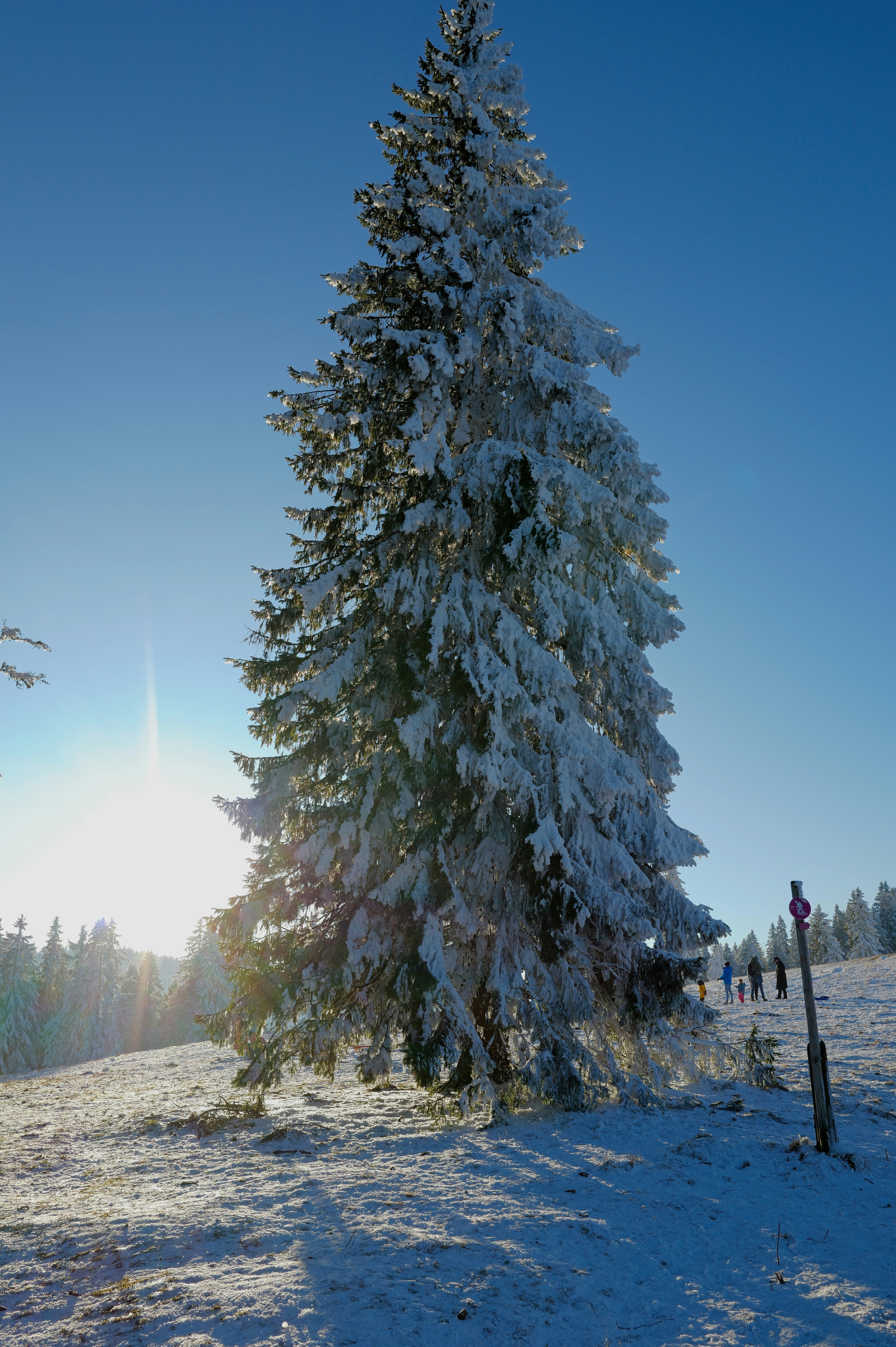 Snow-covered evergreen tree against a clear blue sky.