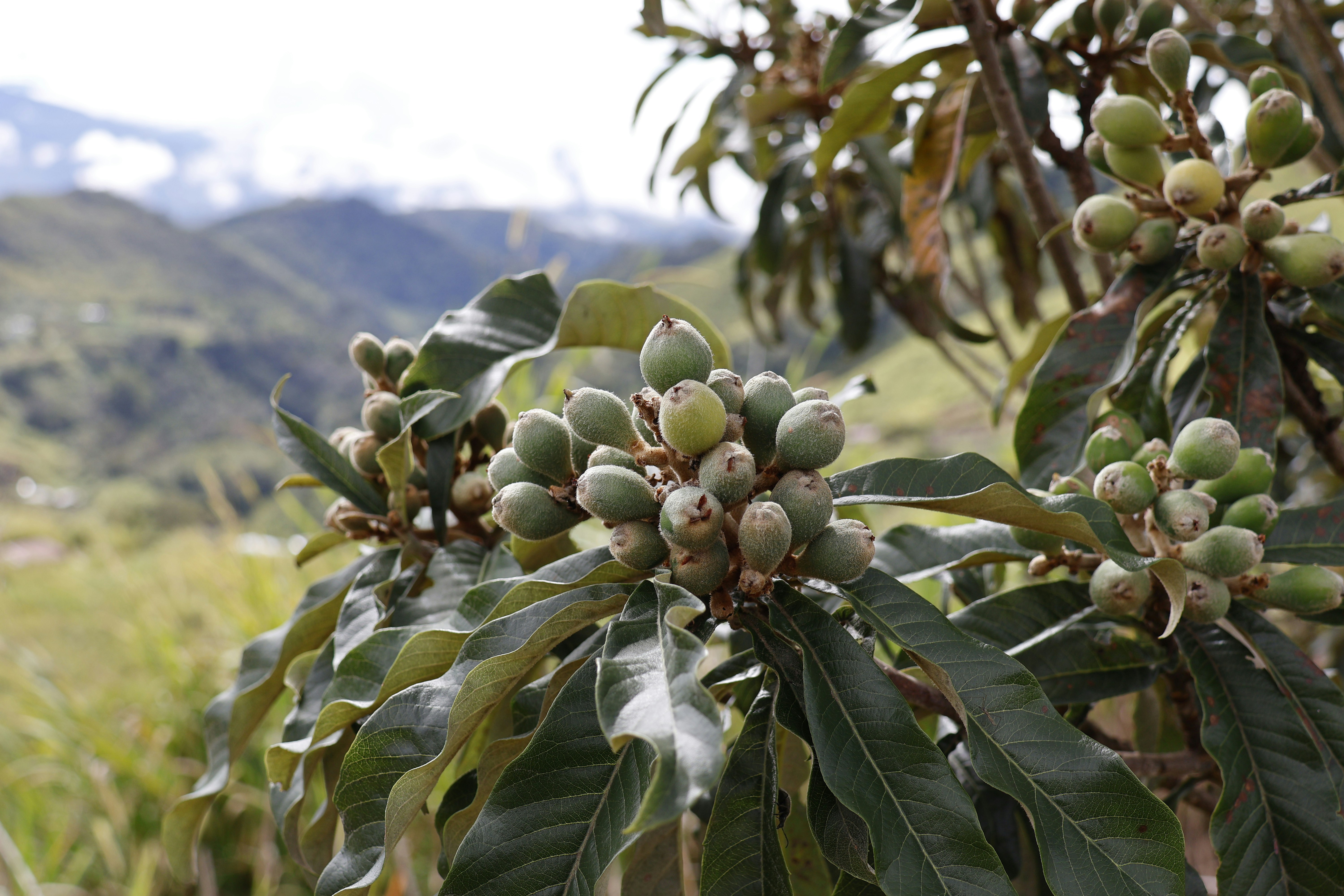 Green loquats growing on a tree branch