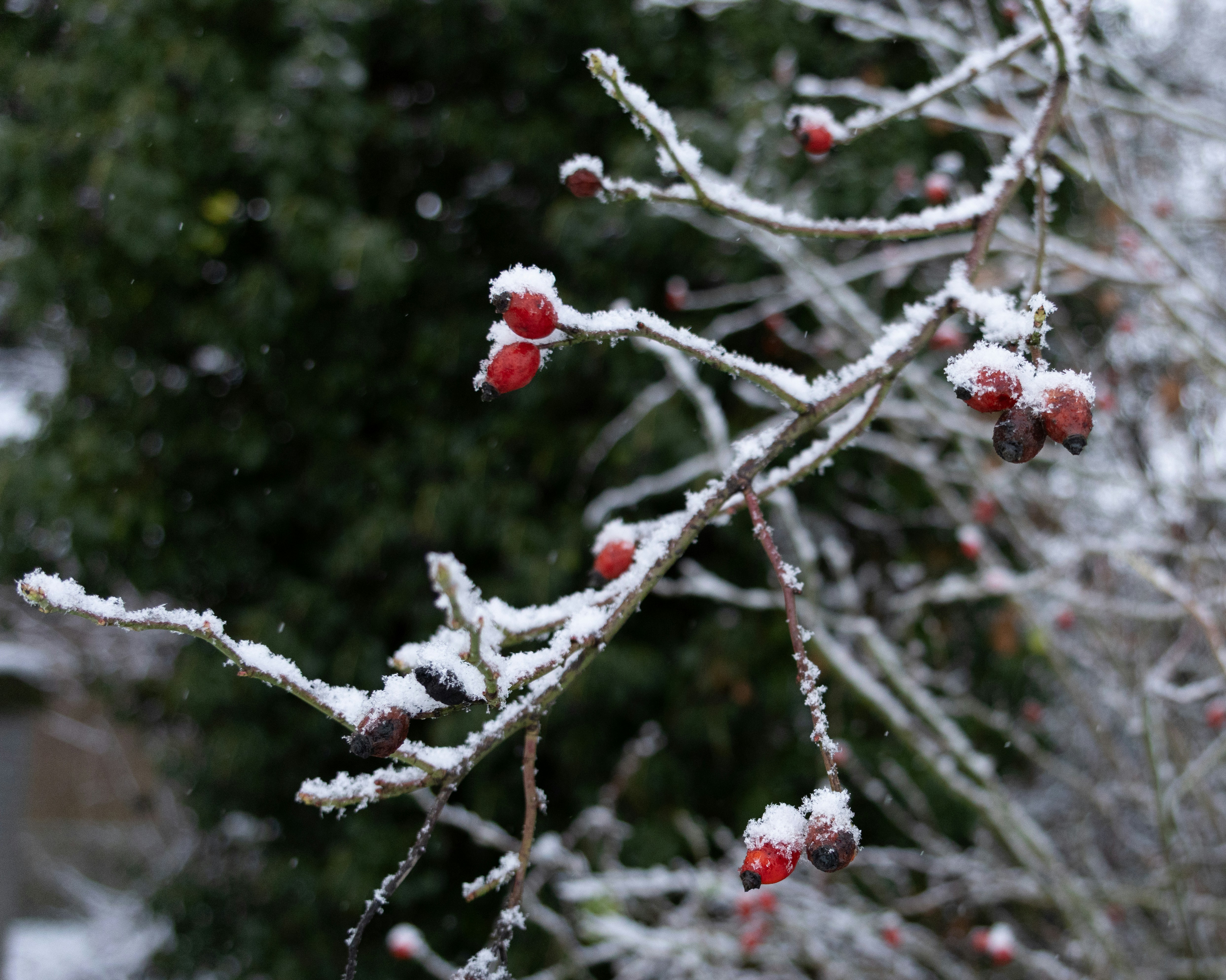 Photo by elkeburhenne