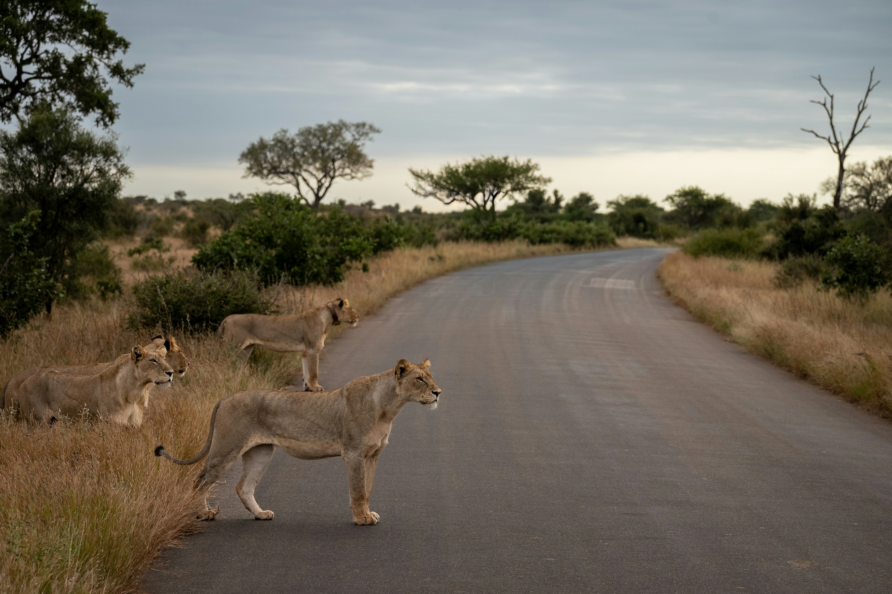 Löwen gehen auf einer gepflasterten Straße in der Savanne.