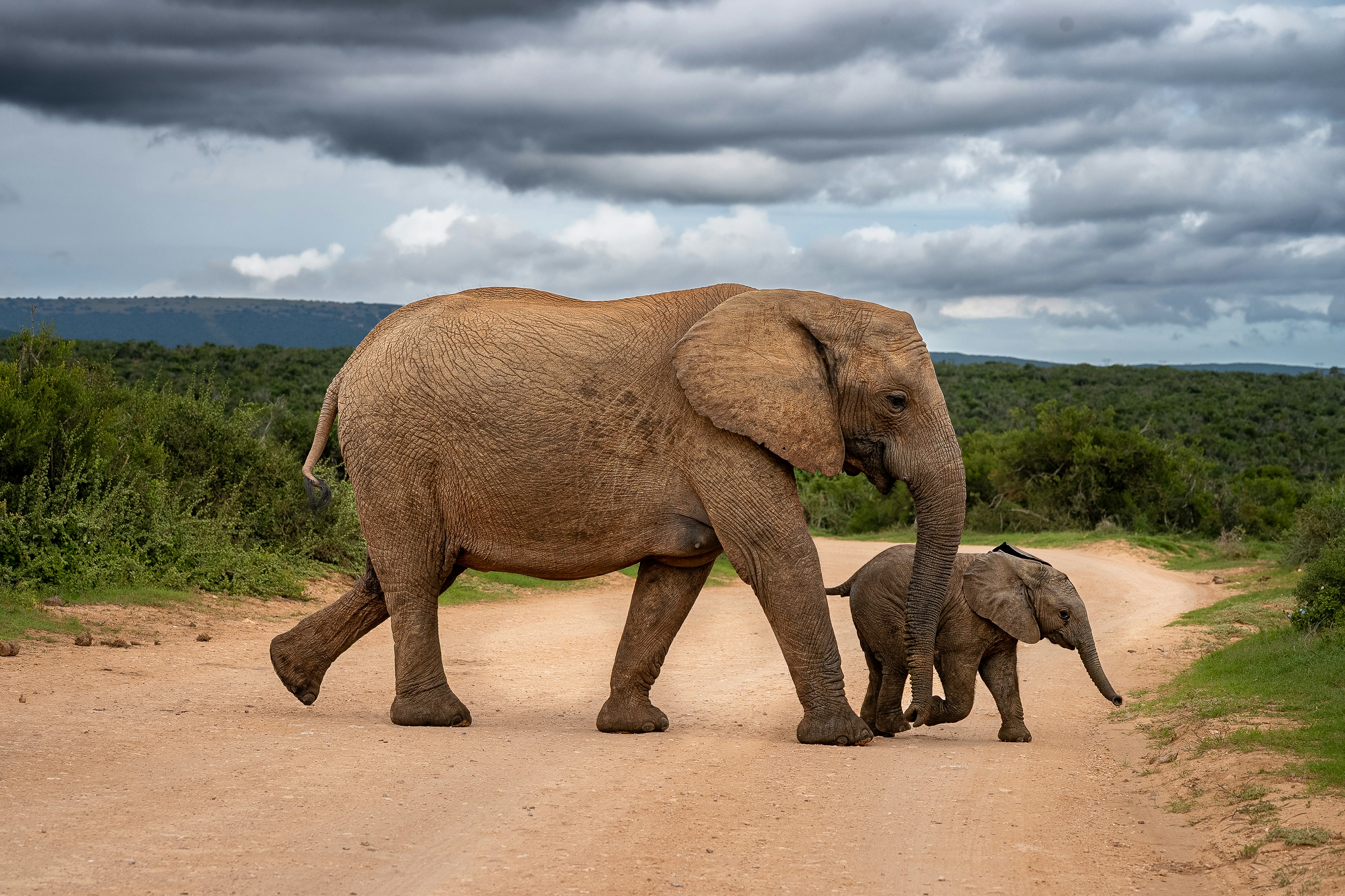 Elefantenmutter und Kalb gehen auf einer Schotterstraße.