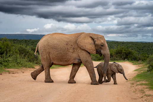 Mother elephant and calf walk on a dirt road.