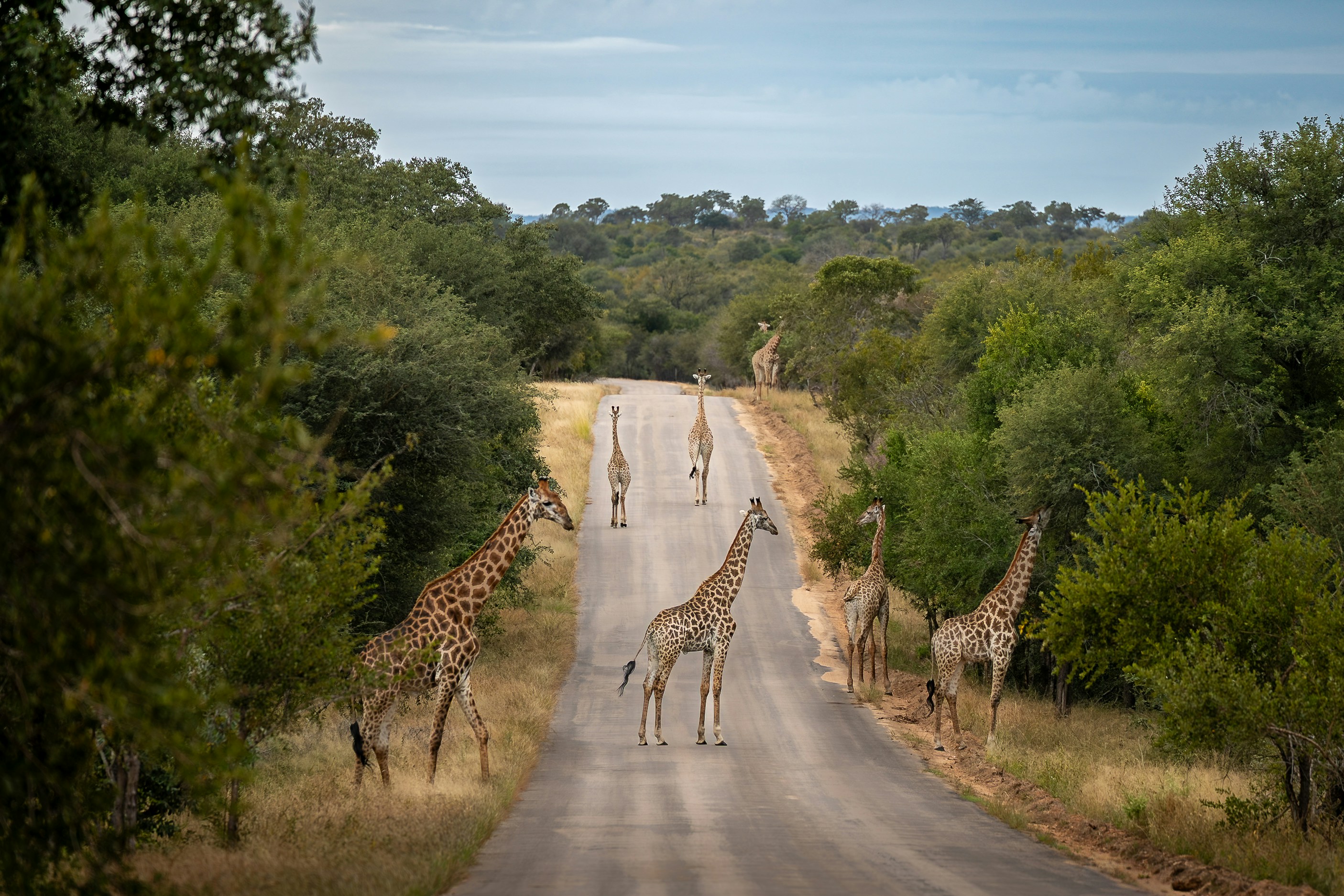 Mehrere Giraffen überqueren eine Straße in einer Savannelandschaft.
