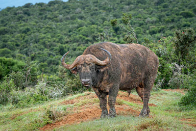 Cape Buffalo