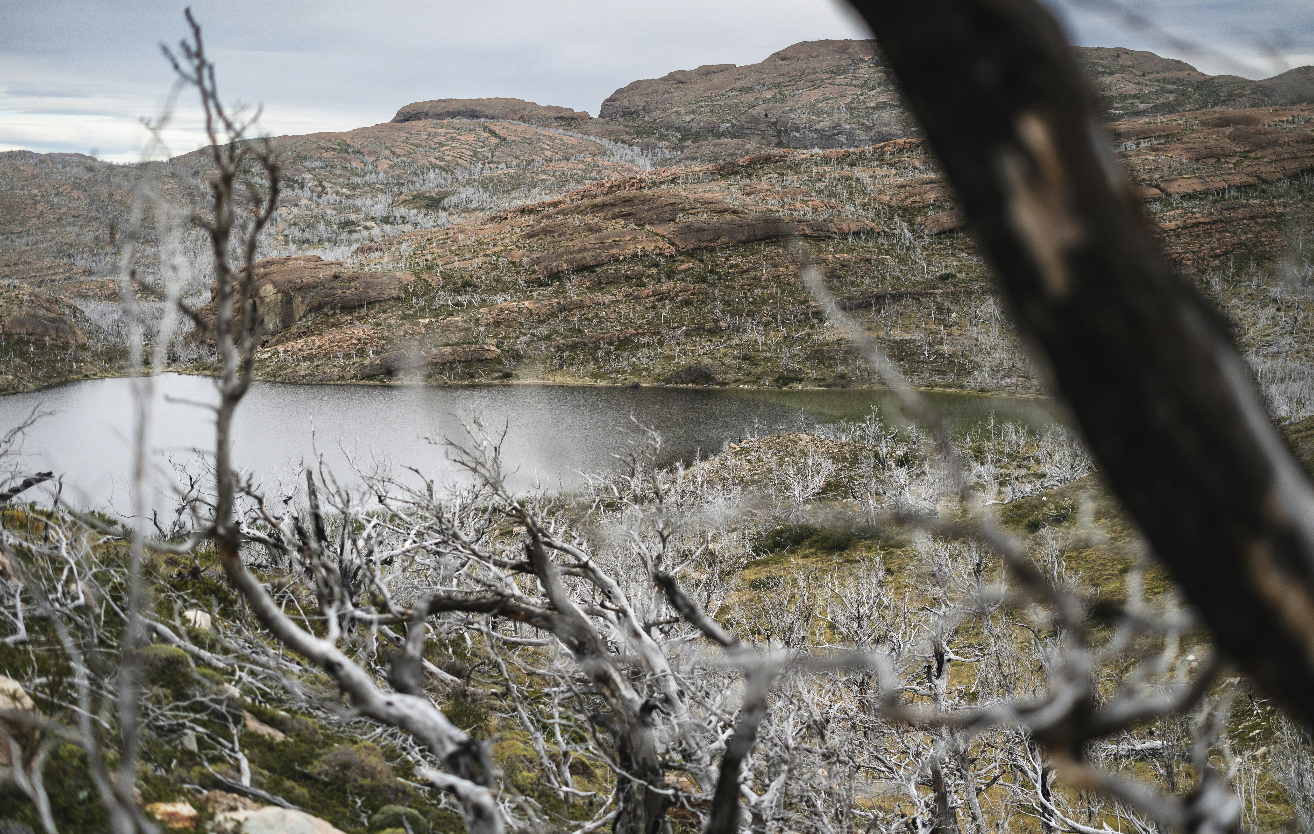A desolate landscape with a lake and dry trees.