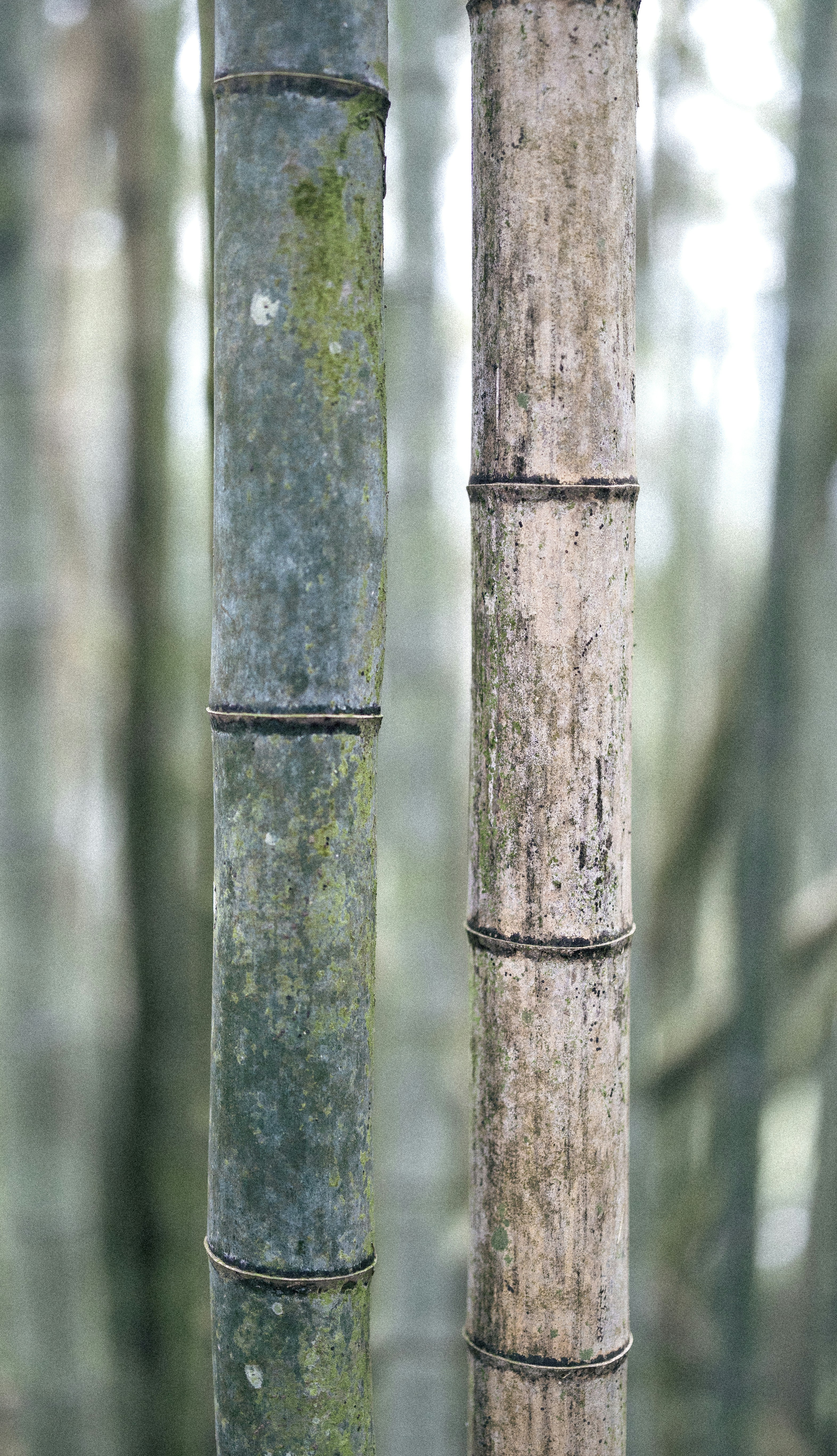 Two bamboo stalks with moss and weathered texture.