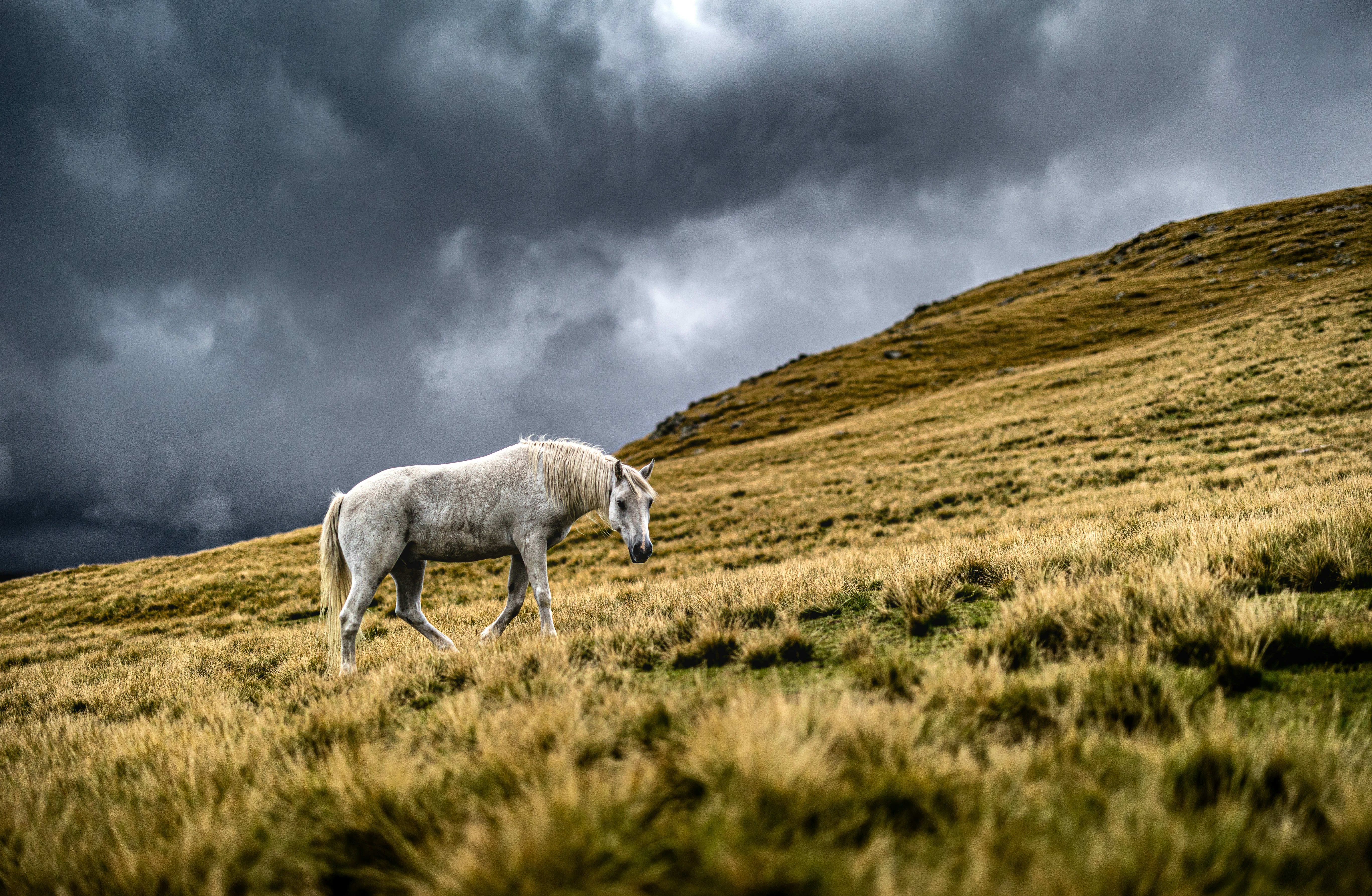 A white horse walks across a grassy hillside