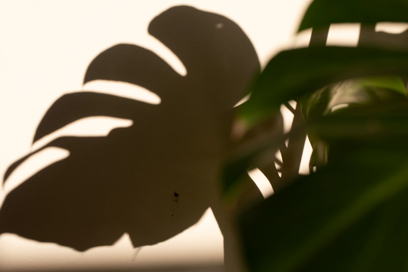 Monstera leaf shadows creating a botanical pattern on a wall