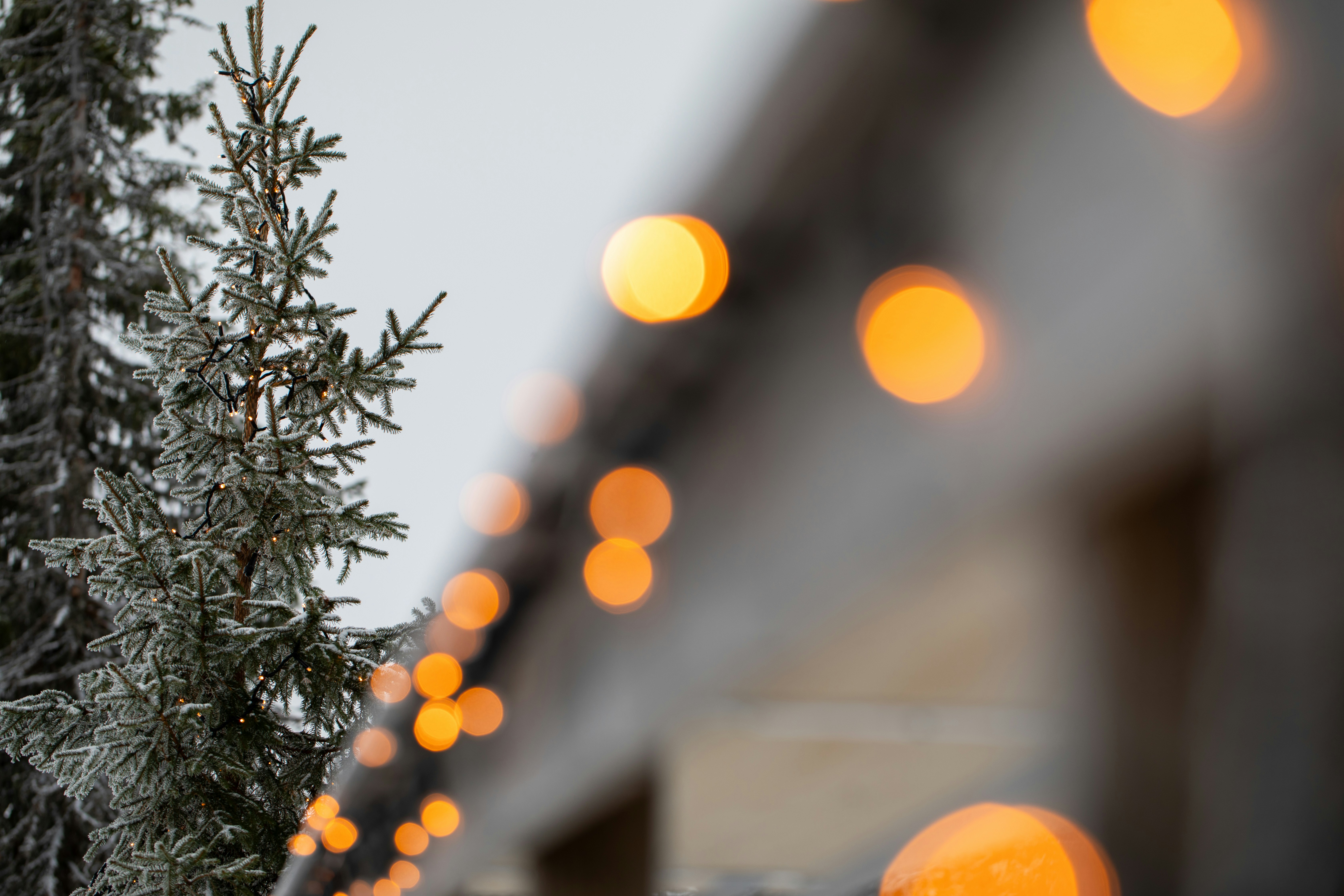 Fuzzy christmas lights with frosted pine tree branches
