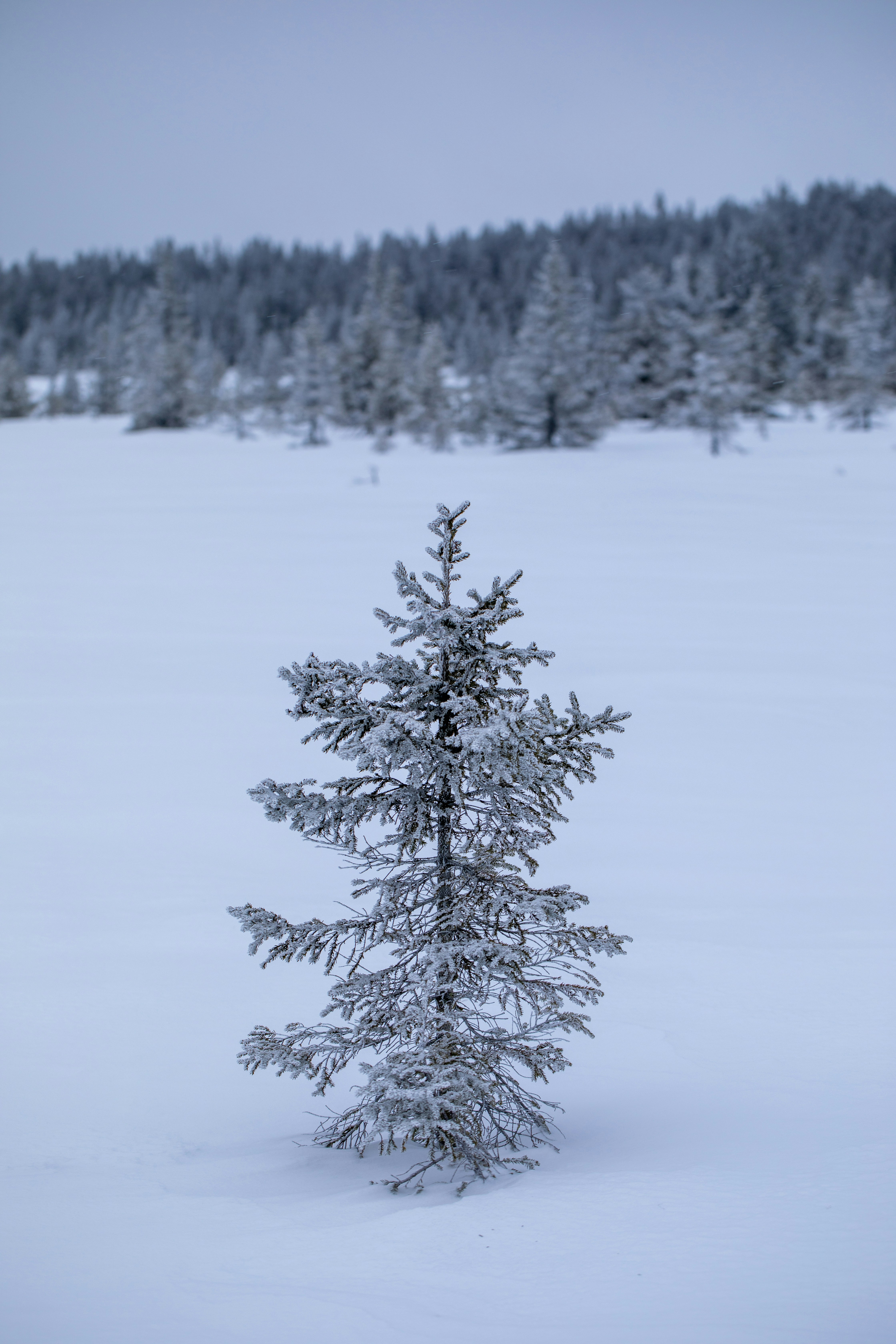 A lone snow-covered pine tree in a winter landscape.