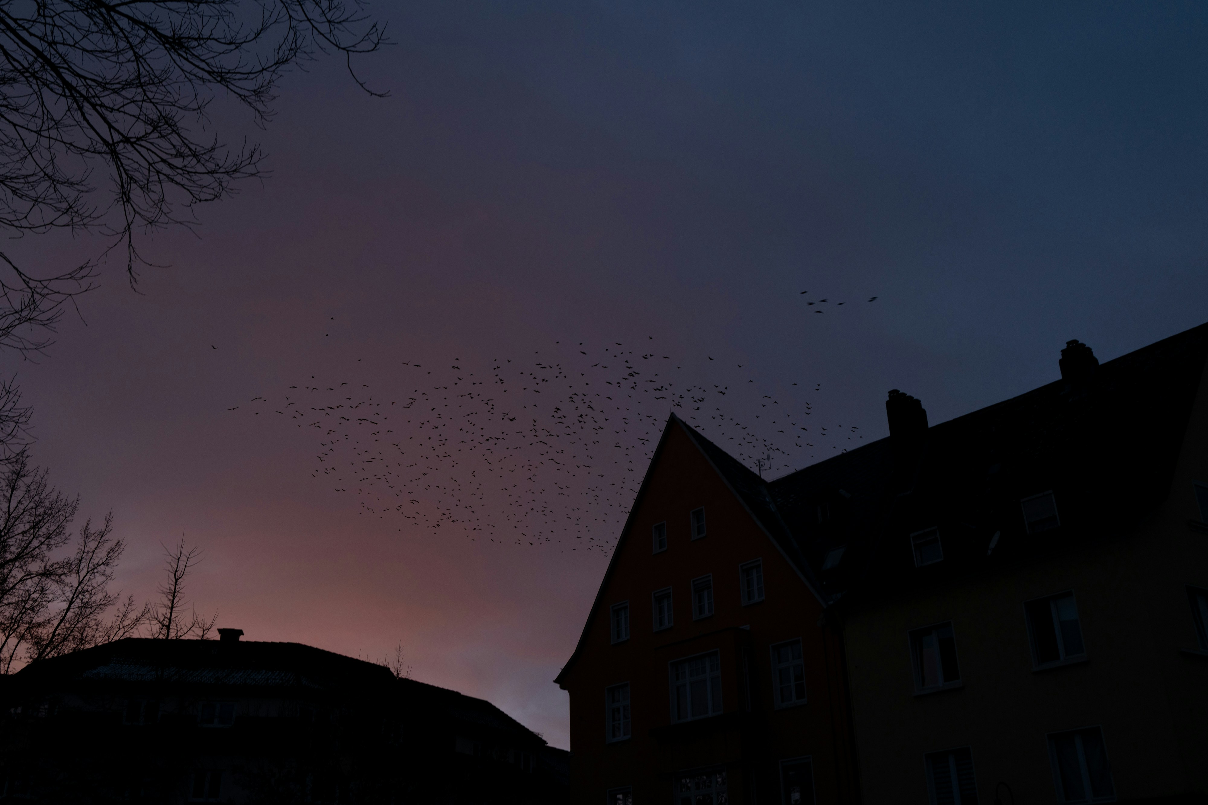 Vogelschwärme, die bei Sonnenuntergang über Gebäude fliegen