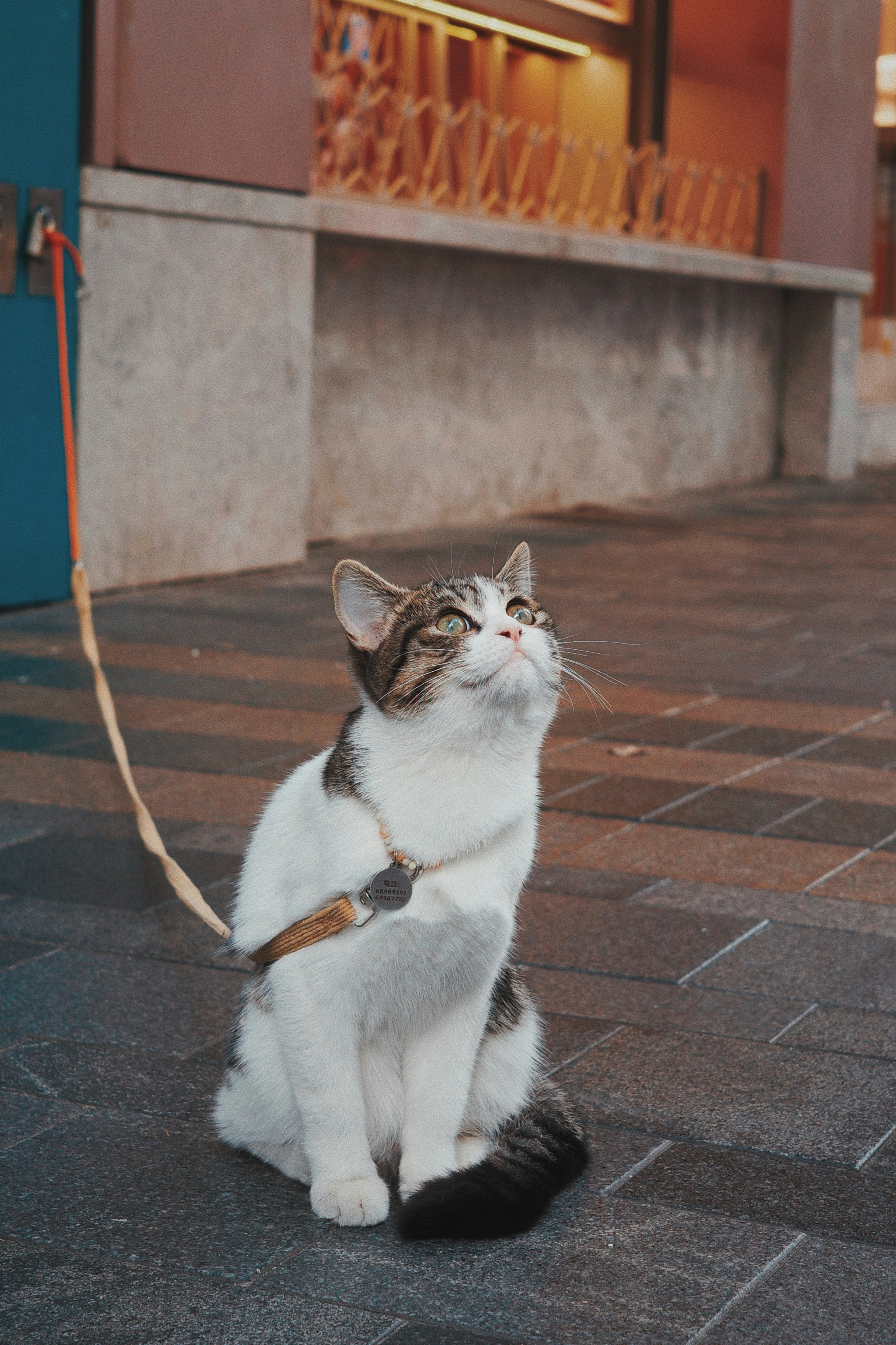 A cat on a leash looking up