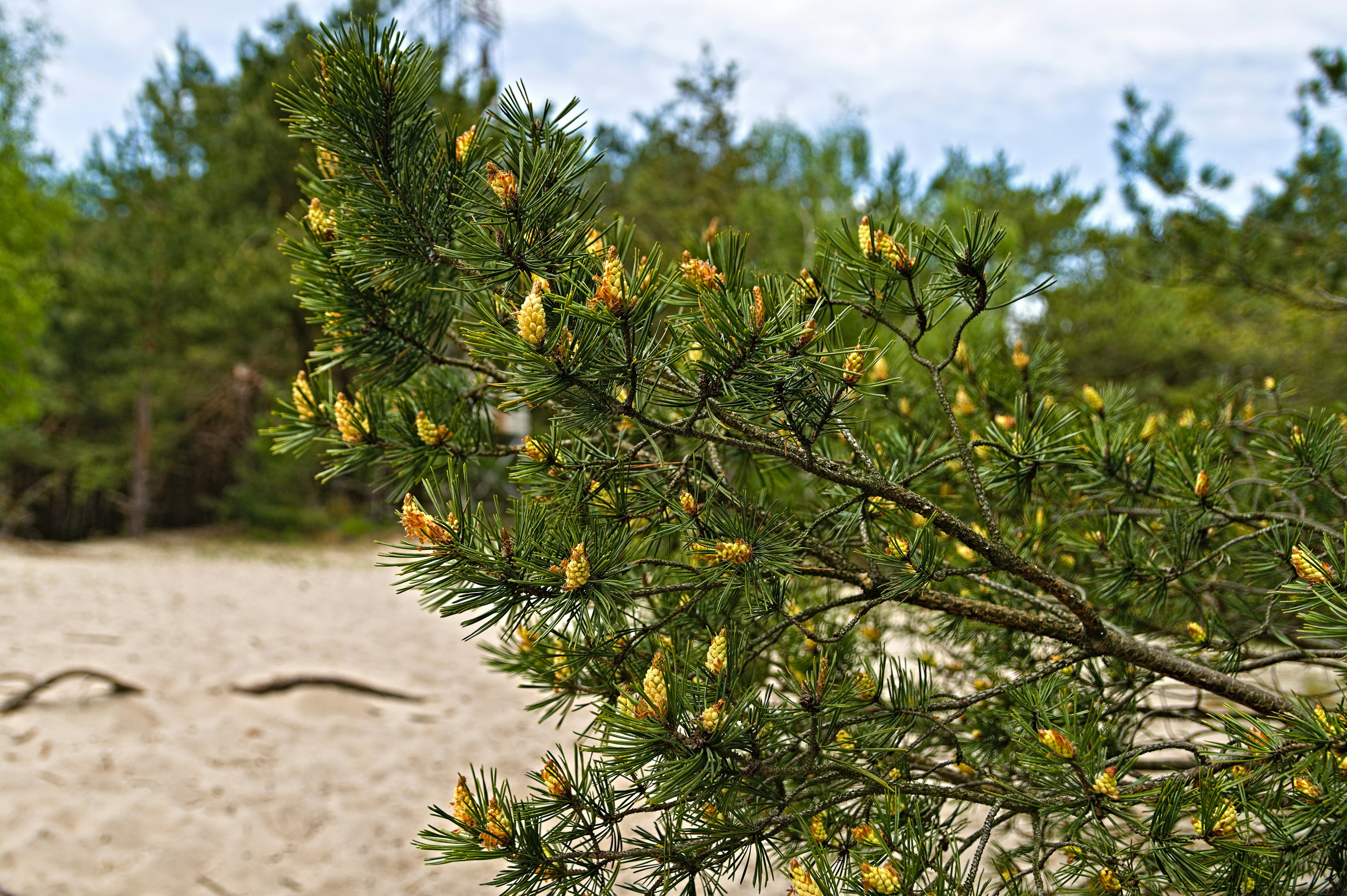 Pine Pollen for Athletes: Ancient Energy or Modern Hype?