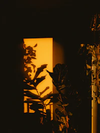 Shadows of leaves cast on a yellow wall.