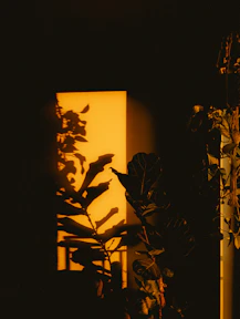 Shadows of leaves cast on a yellow wall.