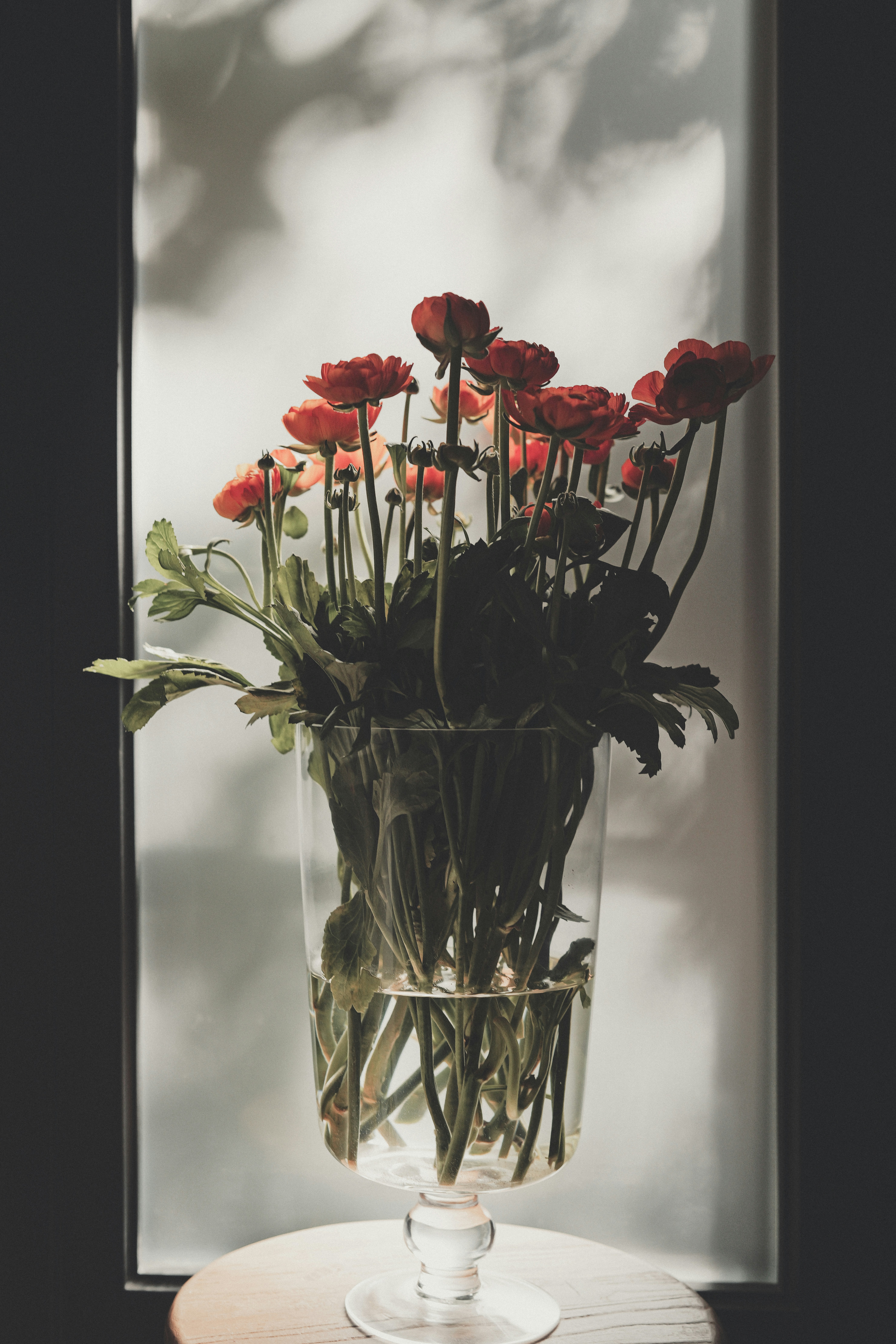 Red ranunculus flowers in a glass vase