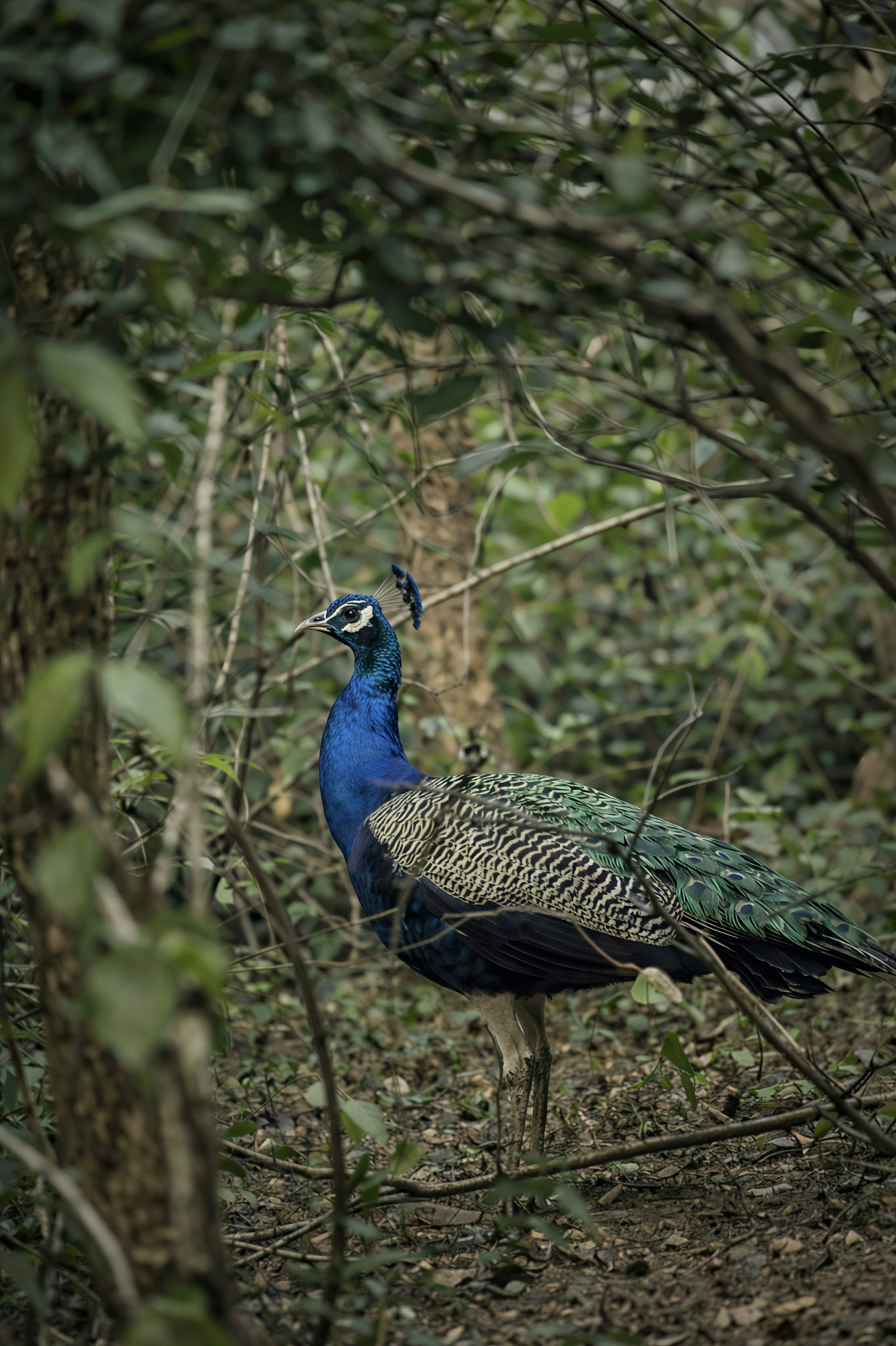 A peacock stands in a lush green forest.