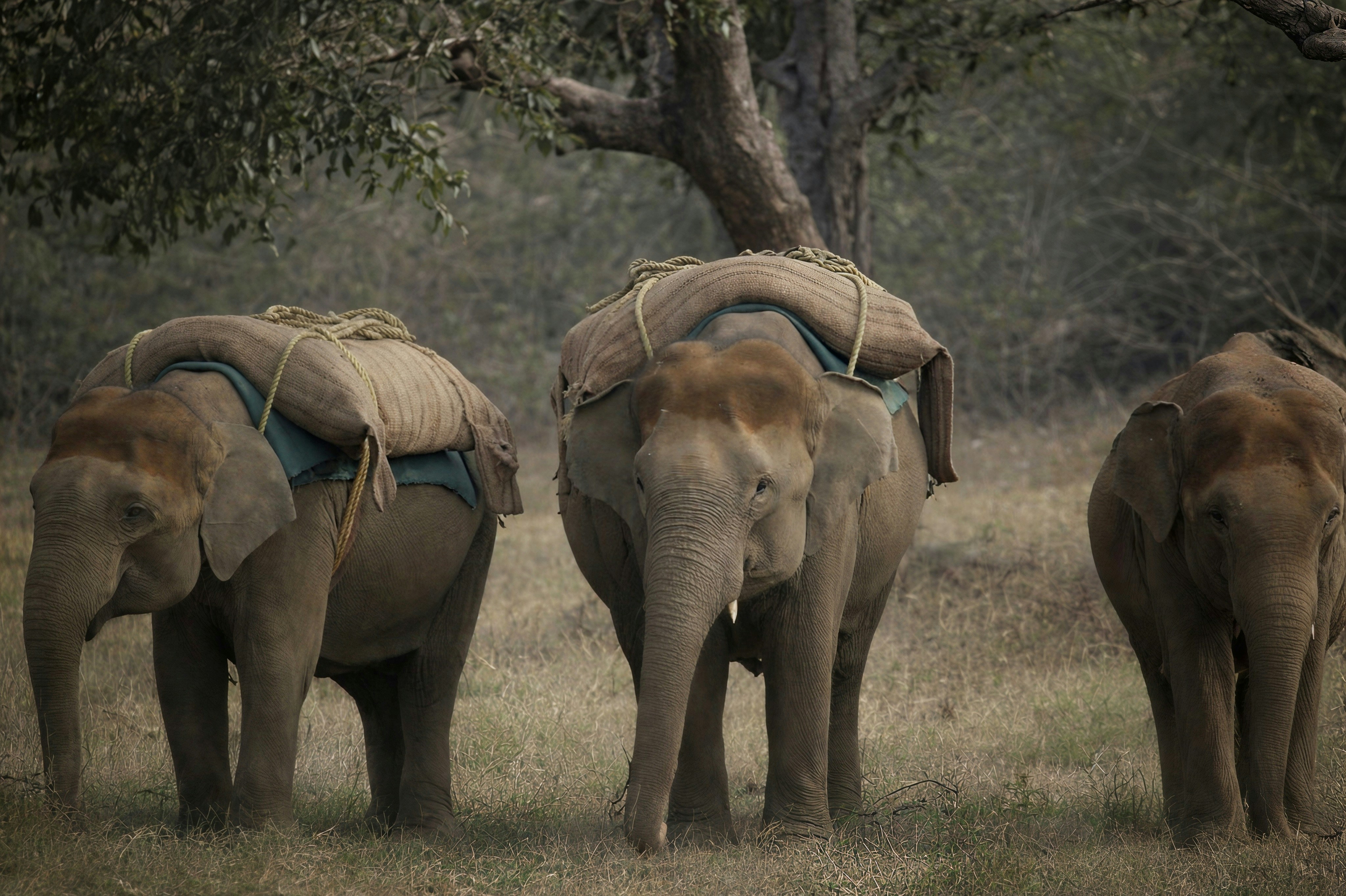 Tres elefantes con manadas en un campo seco.