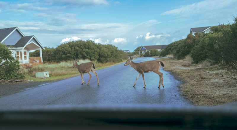 Two deer crossing a wet residential road, seen through a car windshield, a reminder that deer collisions peak in New Hampshire in late fall