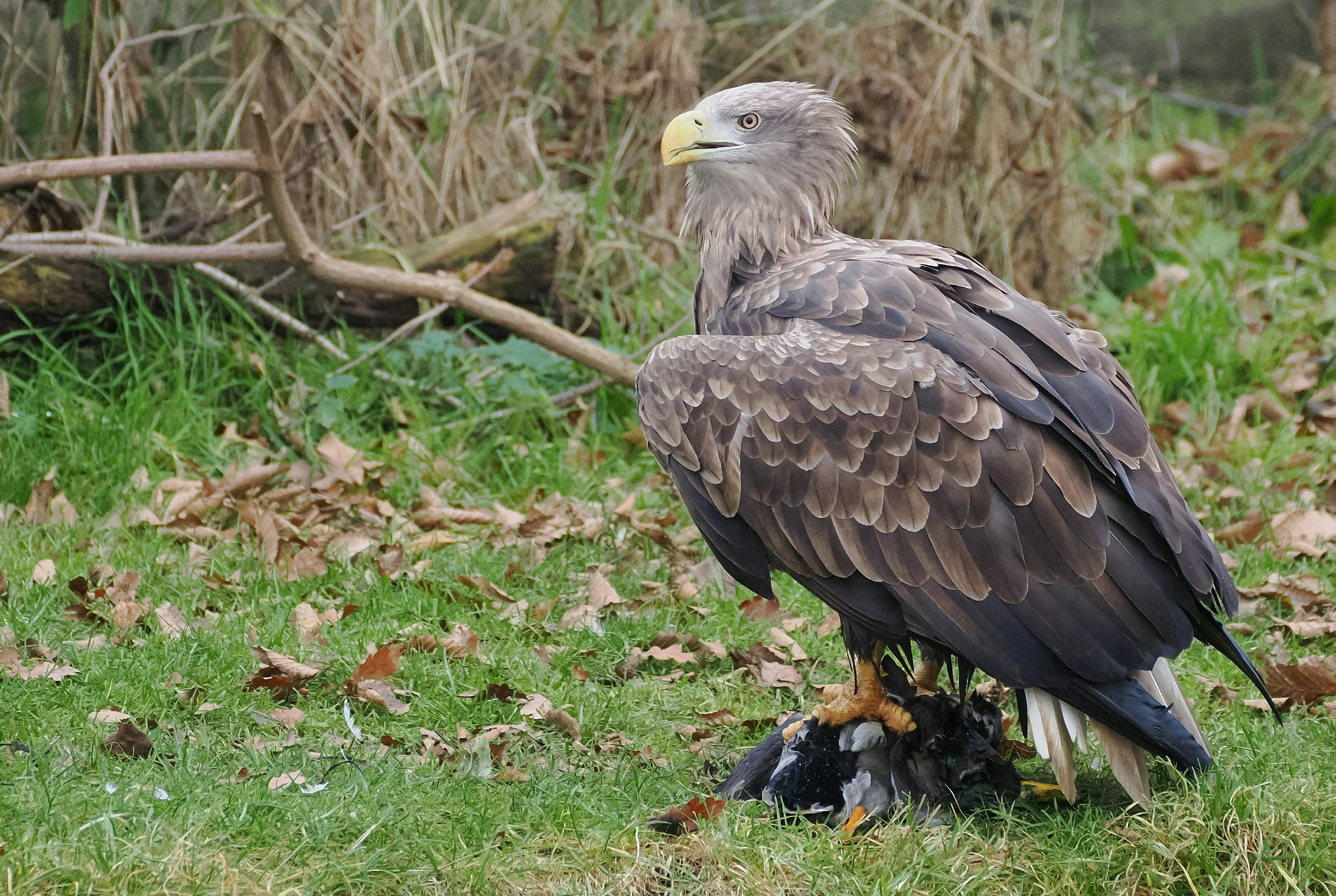 Eagles Hall Park