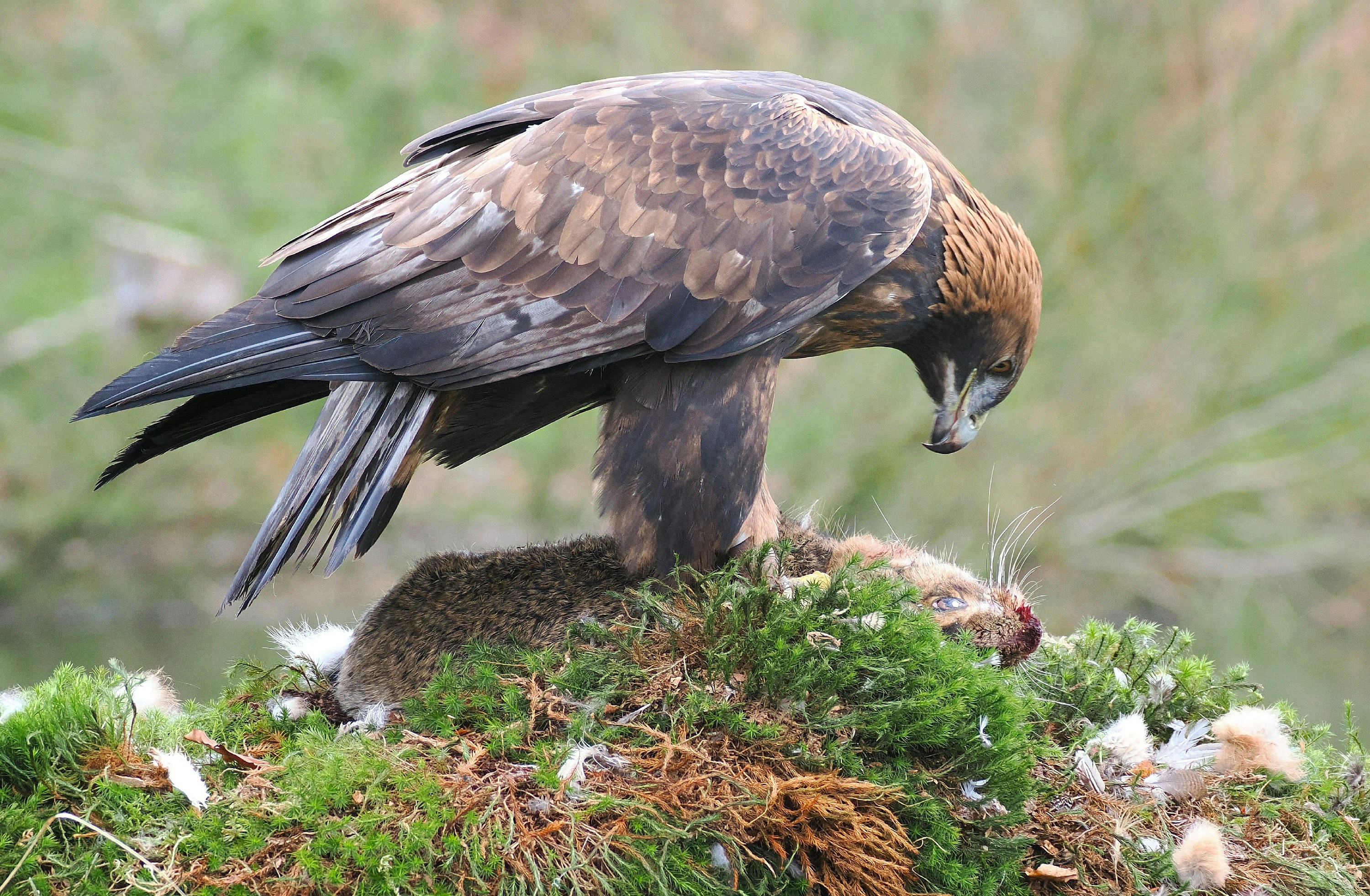 Golden eagle with prey on grassy ground.