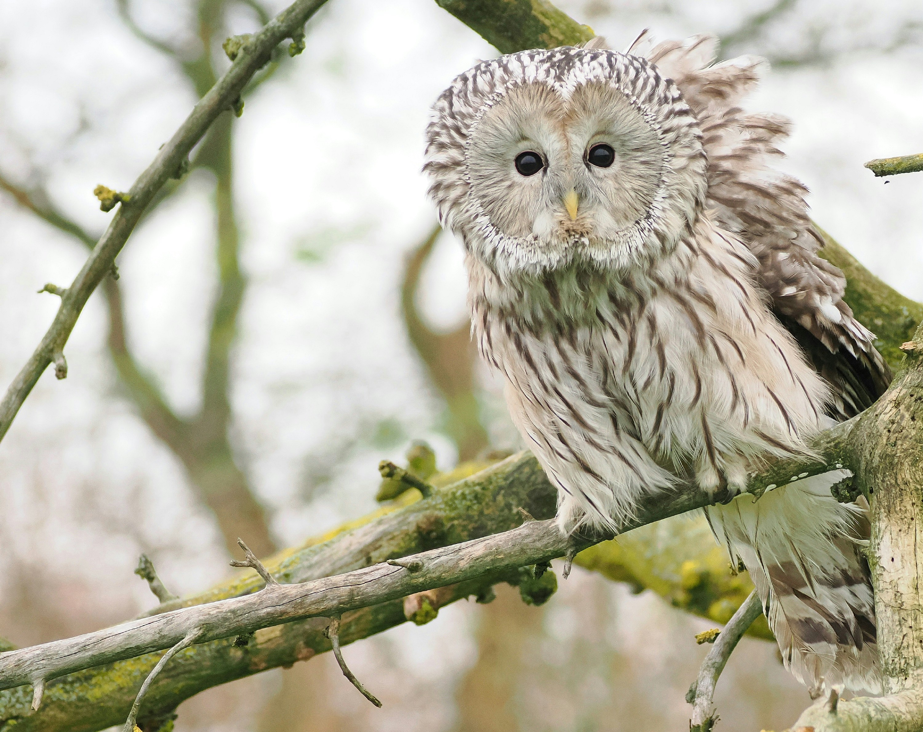 A fluffy owl perched on a tree branch